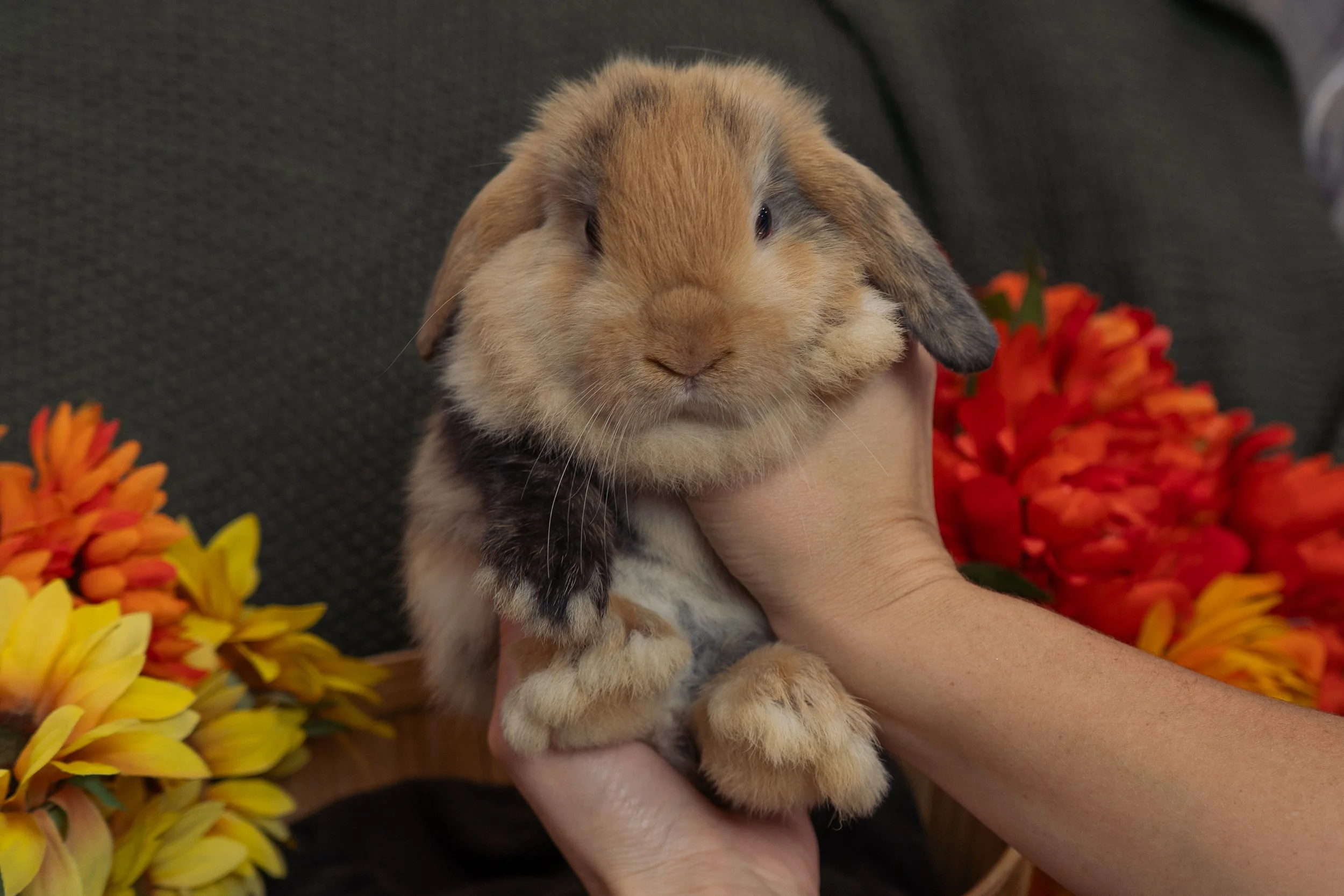 A person holding a small, fluffy, multi-colored rabbit with a background of orange and yellow flowers and a dark gray textured surface.