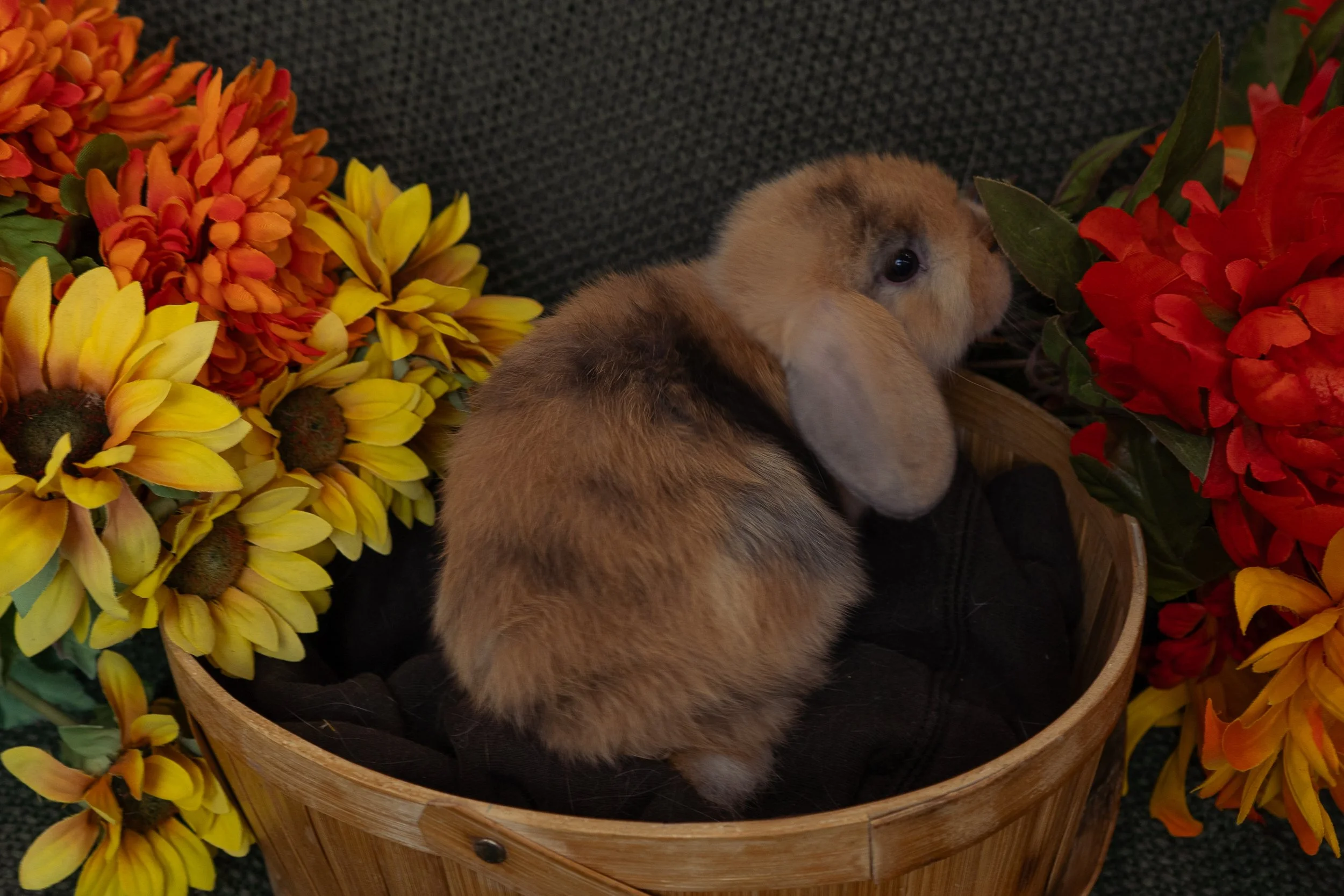 A small bunny with brown and white fur sitting in a wicker basket surrounded by yellow, orange, and red artificial flowers.