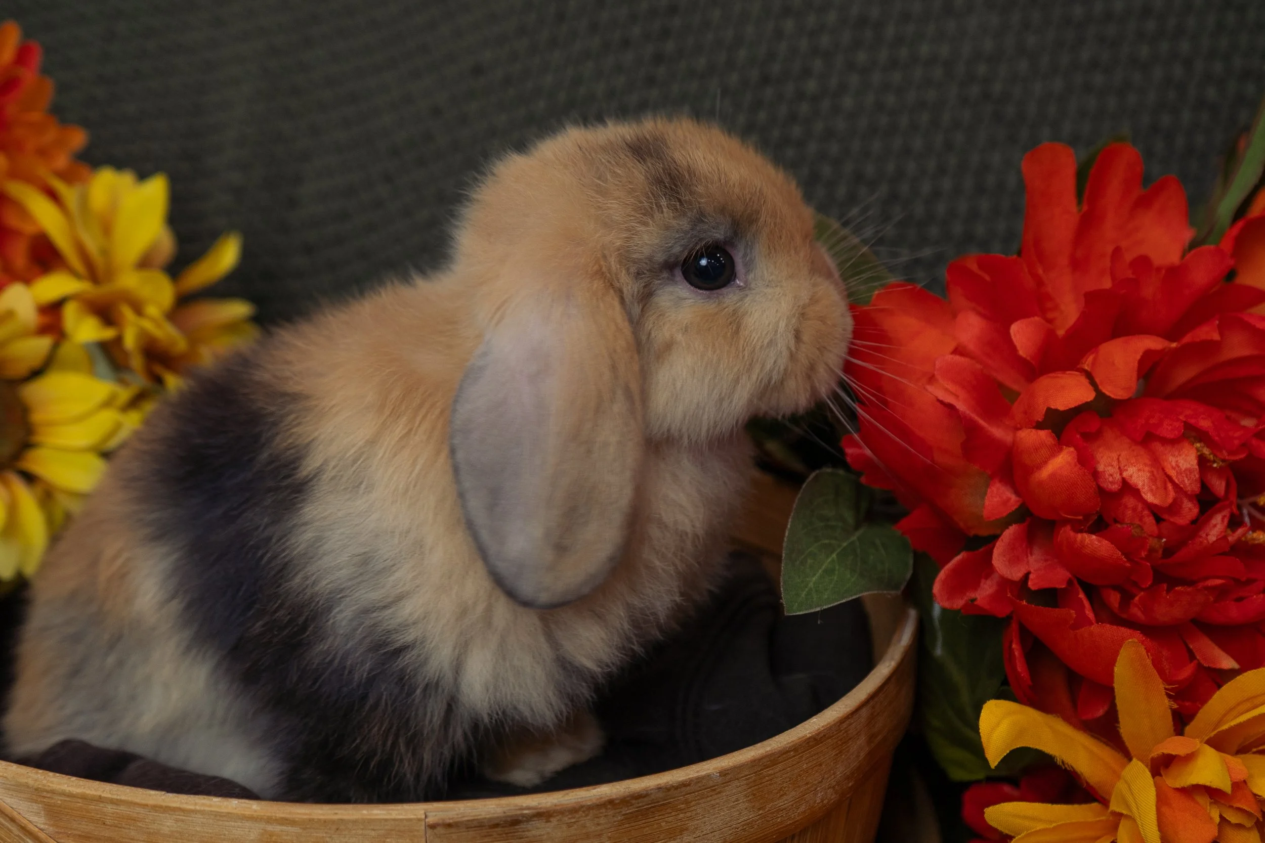 A cute orange and brown rabbit with long ears surrounded by colorful flowers in a wooden bowl.