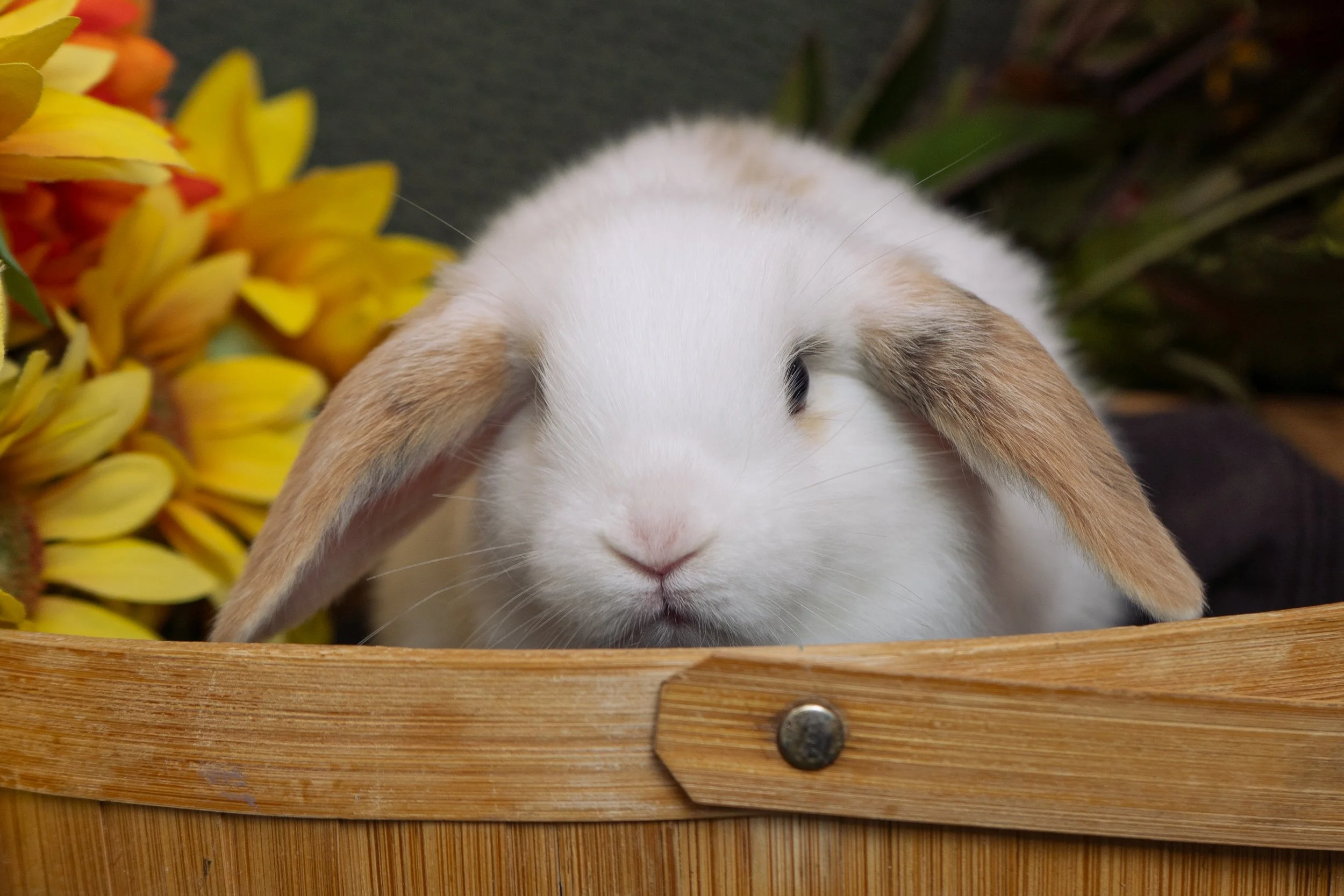 A white rabbit with light brown ears resting in a wooden basket surrounded by yellow flowers.