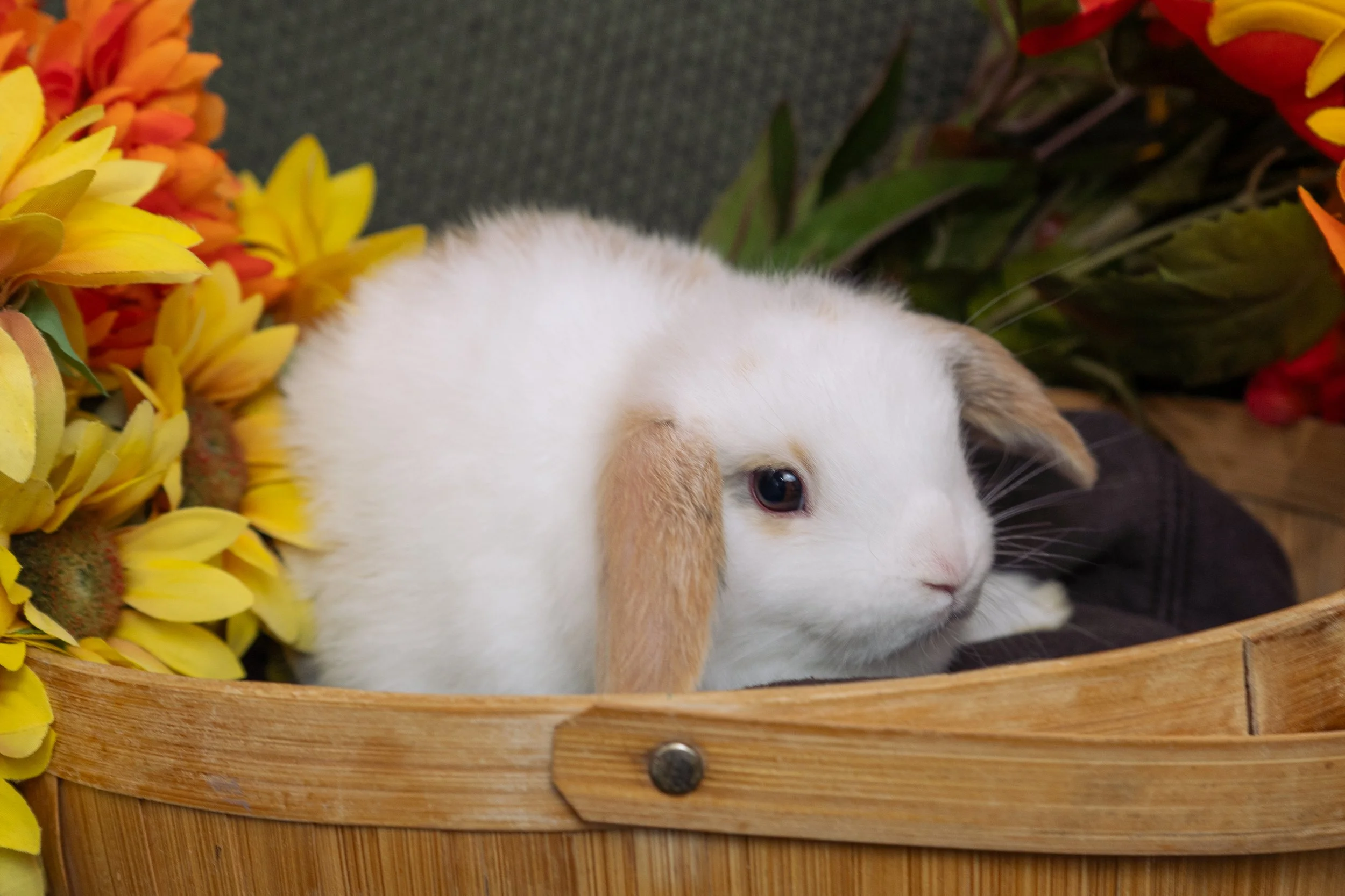 A white bunny with brown ears lies in a wooden basket surrounded by colorful yellow and red flowers with green leaves.