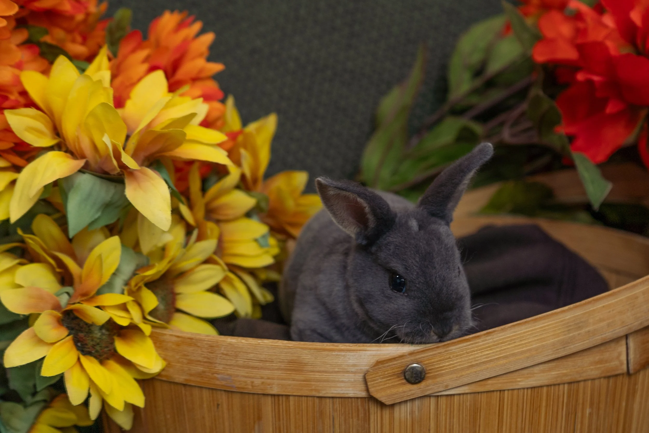 A gray rabbit partially visible in a wooden basket, with large yellow and orange flowers nearby and red flowers in the background.