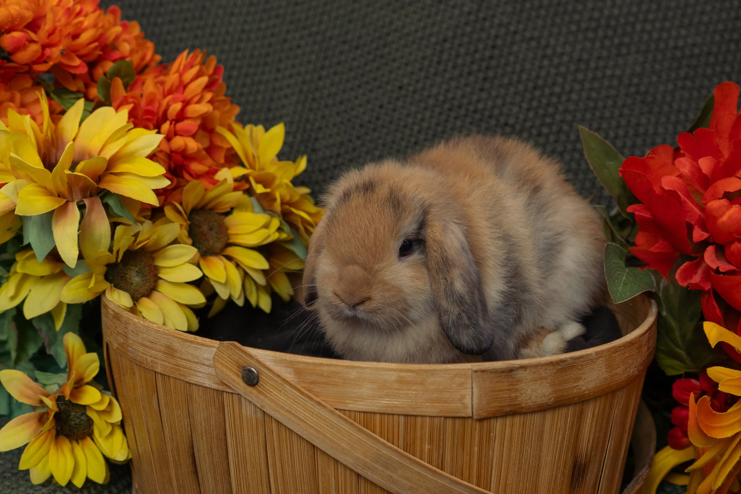 A small bunny lying on its side in a wooden basket surrounded by colorful flowers, including yellow, orange, and red blooms.