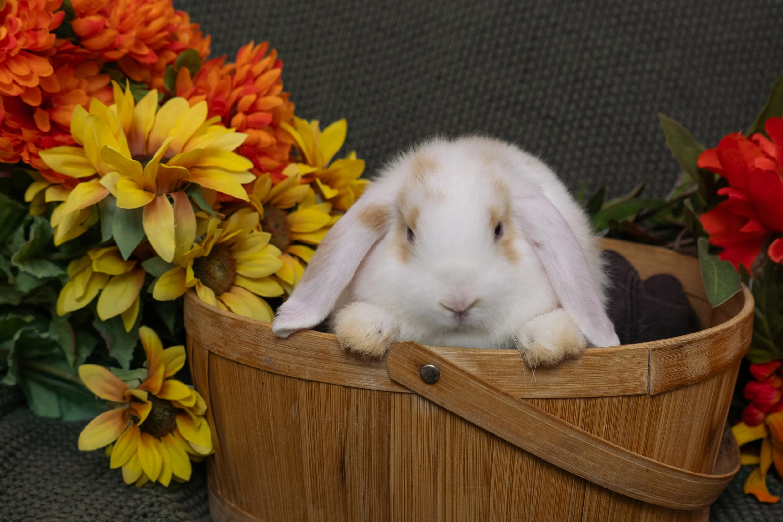 A white rabbit with light brown markings resting in a wooden basket, surrounded by colorful orange and yellow flowers on a dark textured background.