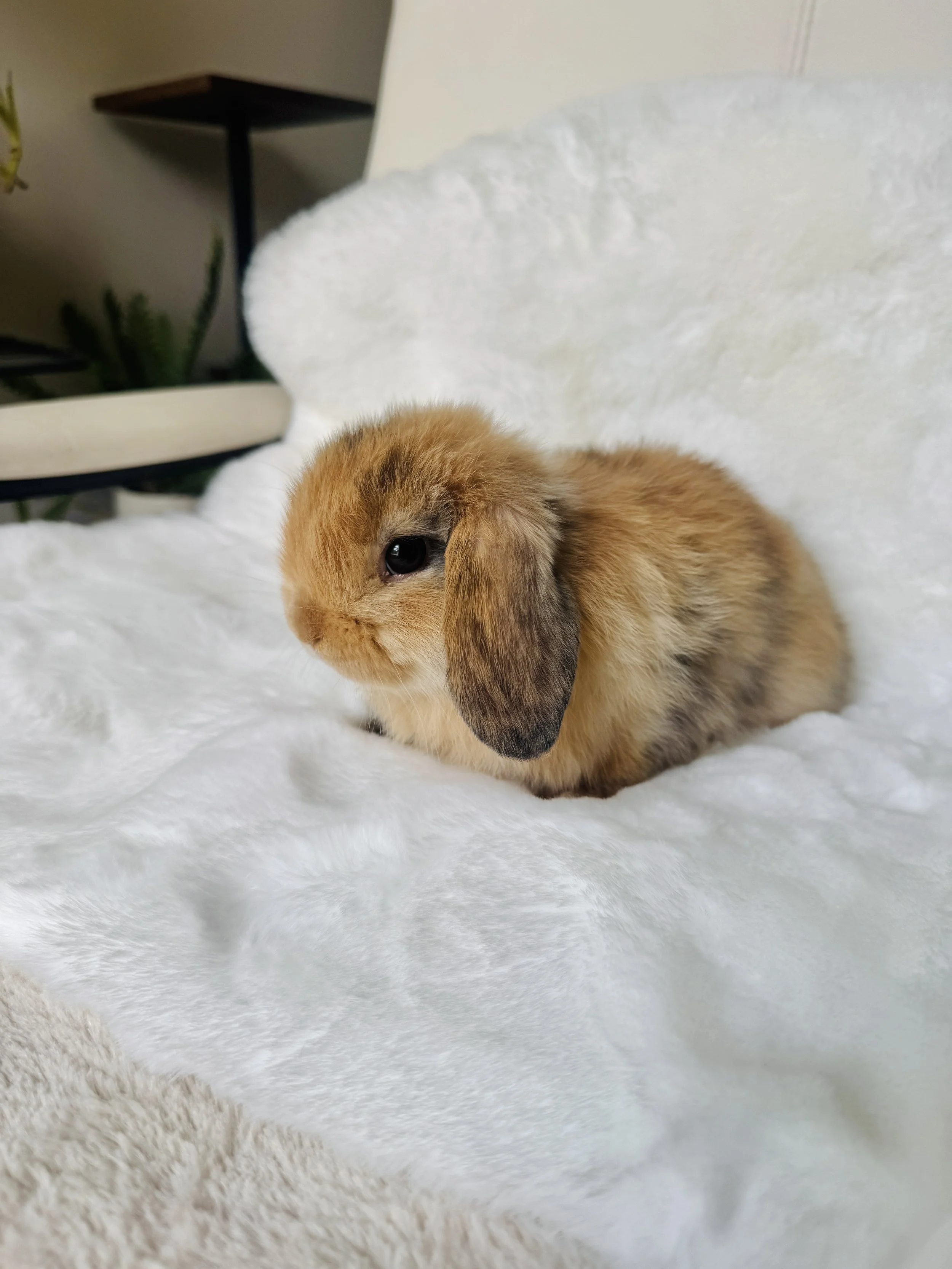 A small brown rabbit with droopy ears sitting on a fluffy white blanket indoors.