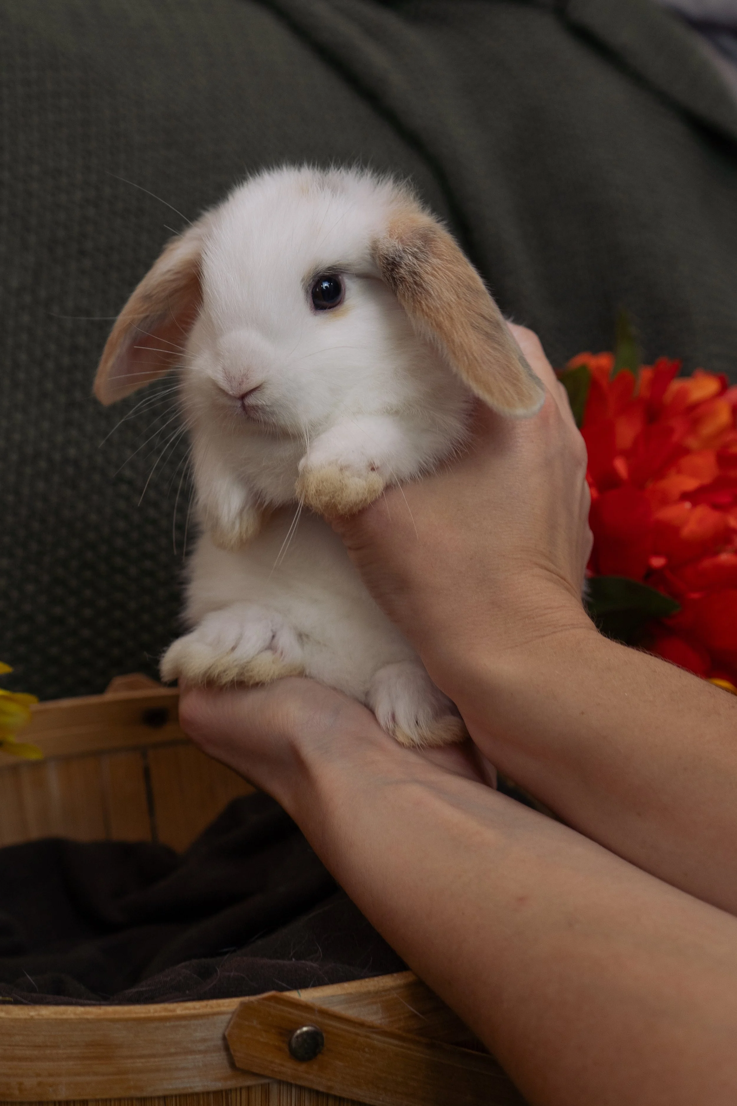 A person holding a white and brown bunny with floppy ears, sitting on a wooden surface with a dark background and some red flowers.