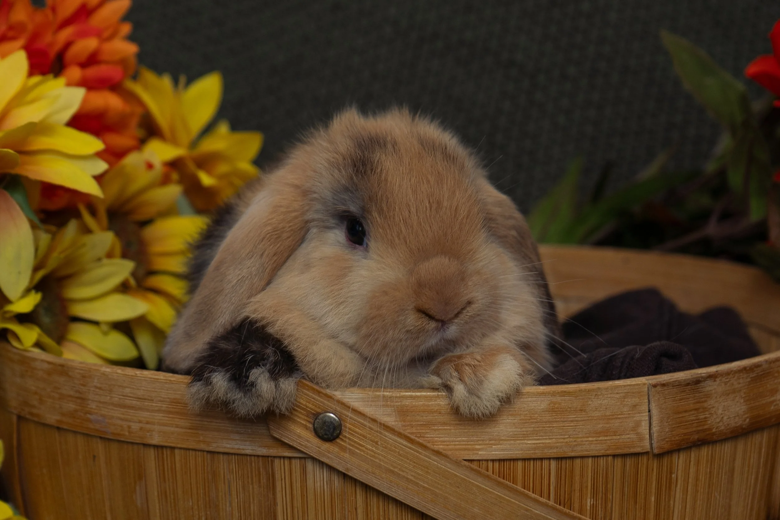 A brown rabbit resting in a wooden basket, surrounded by yellow and orange flowers.