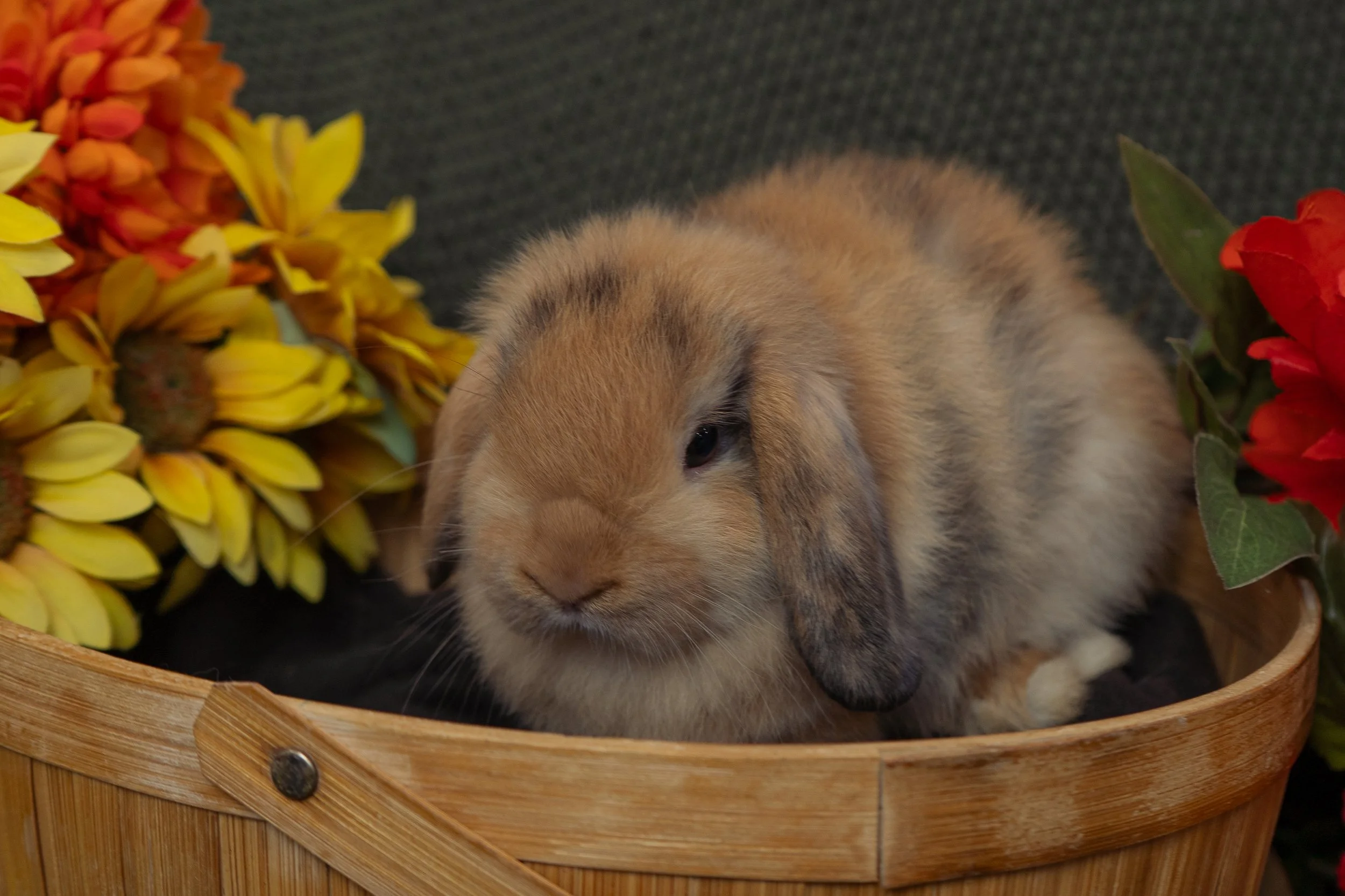 A small, fluffy brown and white rabbit resting in a wooden basket surrounded by yellow and red flowers.