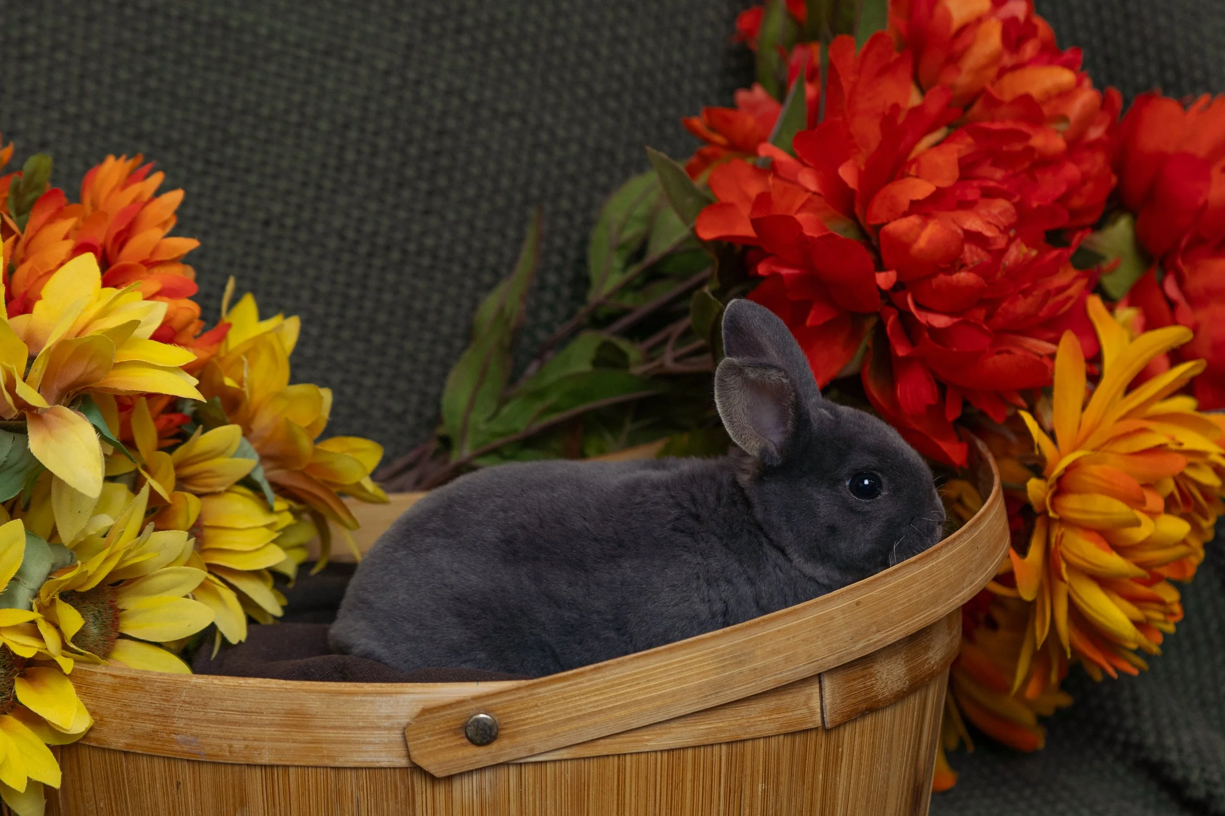 A gray bunny lying in a wooden basket surrounded by yellow and red flowers.