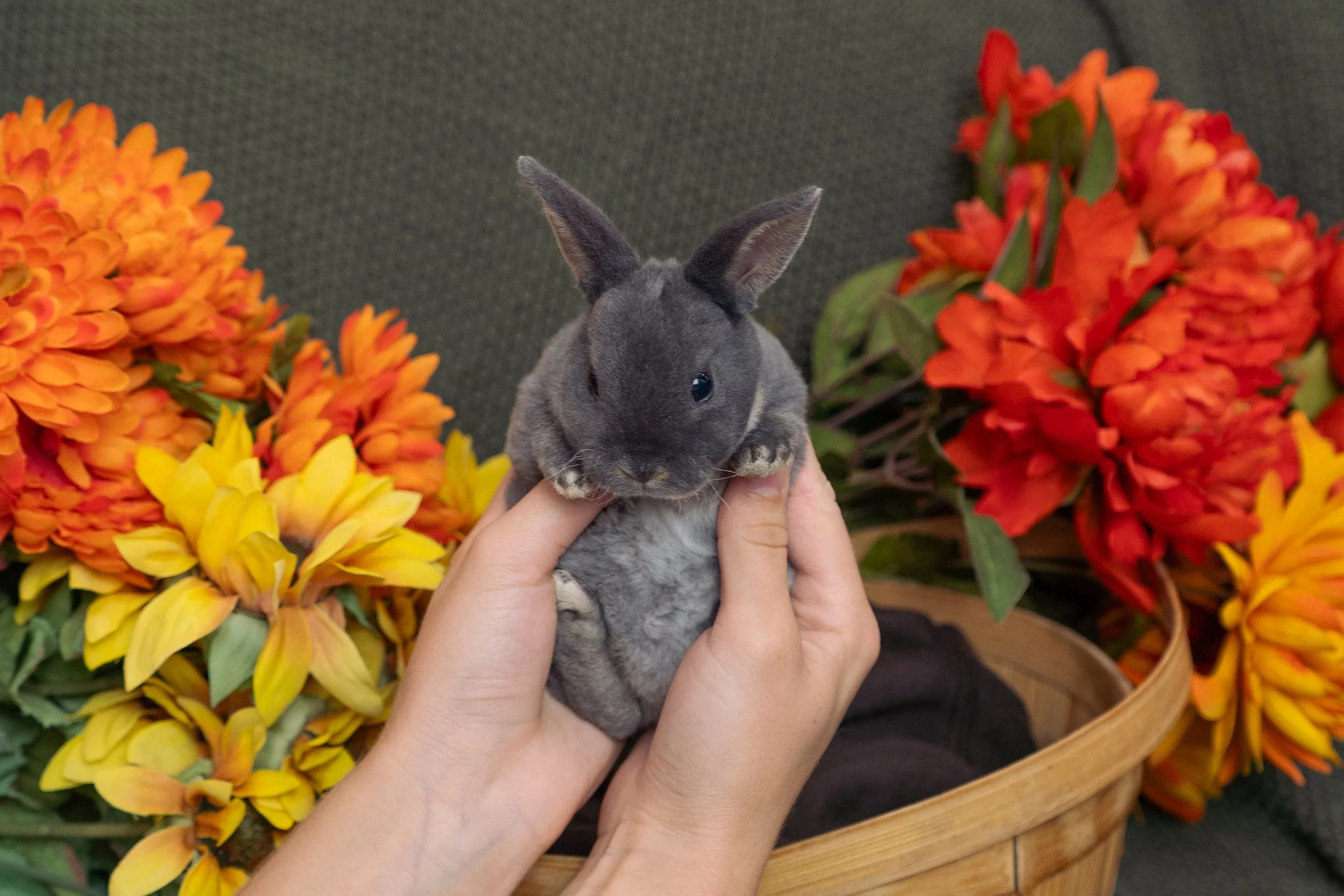 A small gray and white rabbit being held by two hands in front of a basket of yellow and orange flowers.