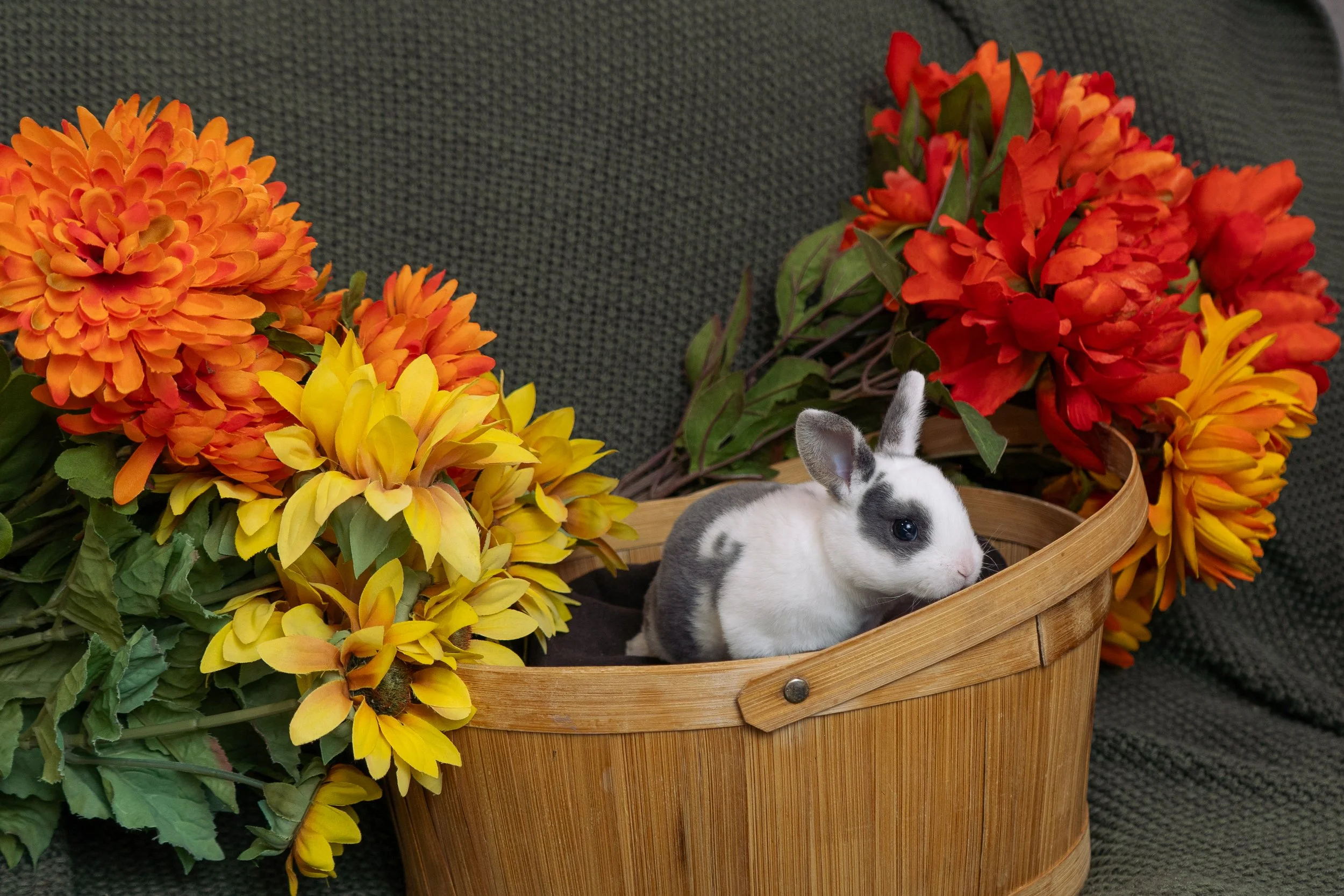 A black, white, and gray bunny rabbit resting inside a wooden basket, surrounded by colorful orange, red, and yellow flowers on a dark textured background.