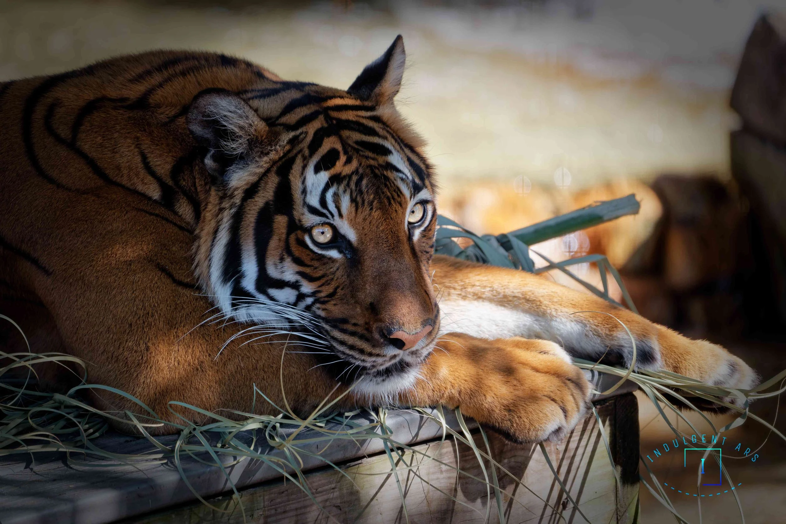 Lazing Tiger