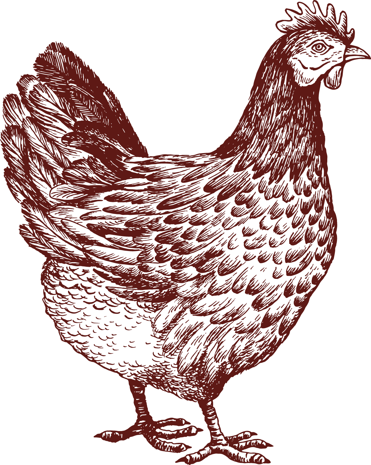 Illustration of a chicken with detailed feathers, standing on two legs, depicted in a reddish-brown color on a black background.