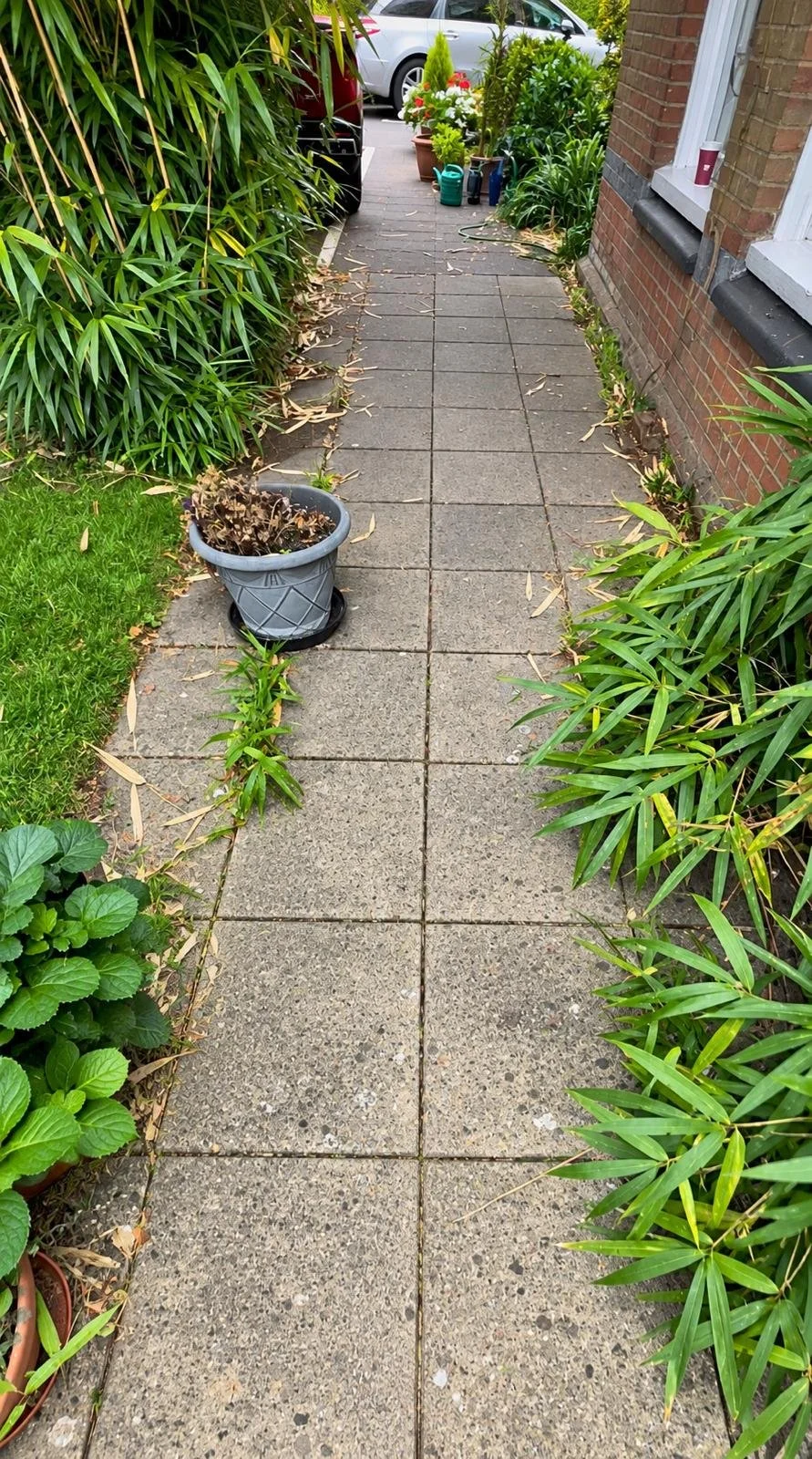 Bamboo causing damage to a paved garden path, with paving slabs lifted and distorted by invasive underground rhizomes