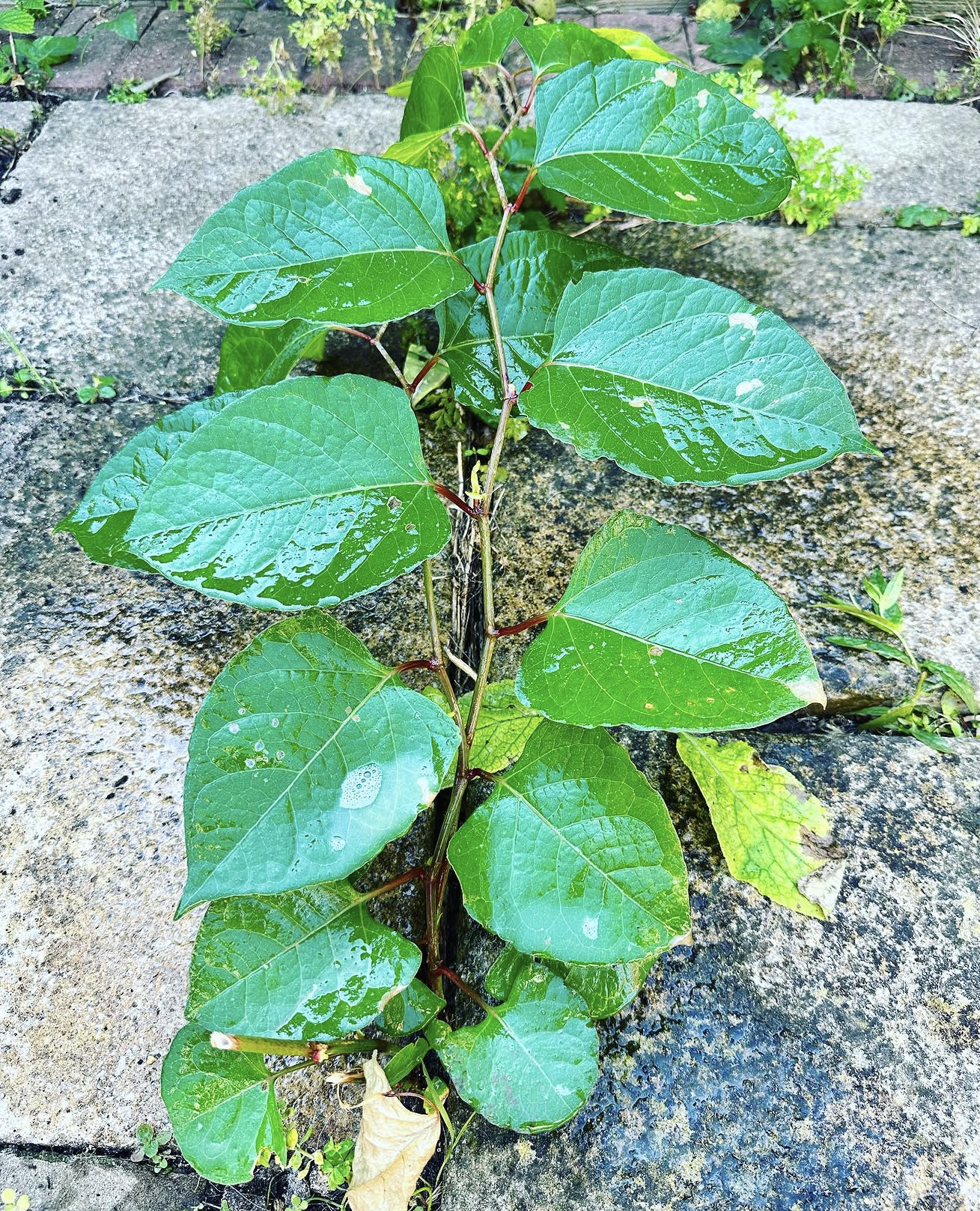 Close up of Japanese Knotweed leaves and reddish joined stems