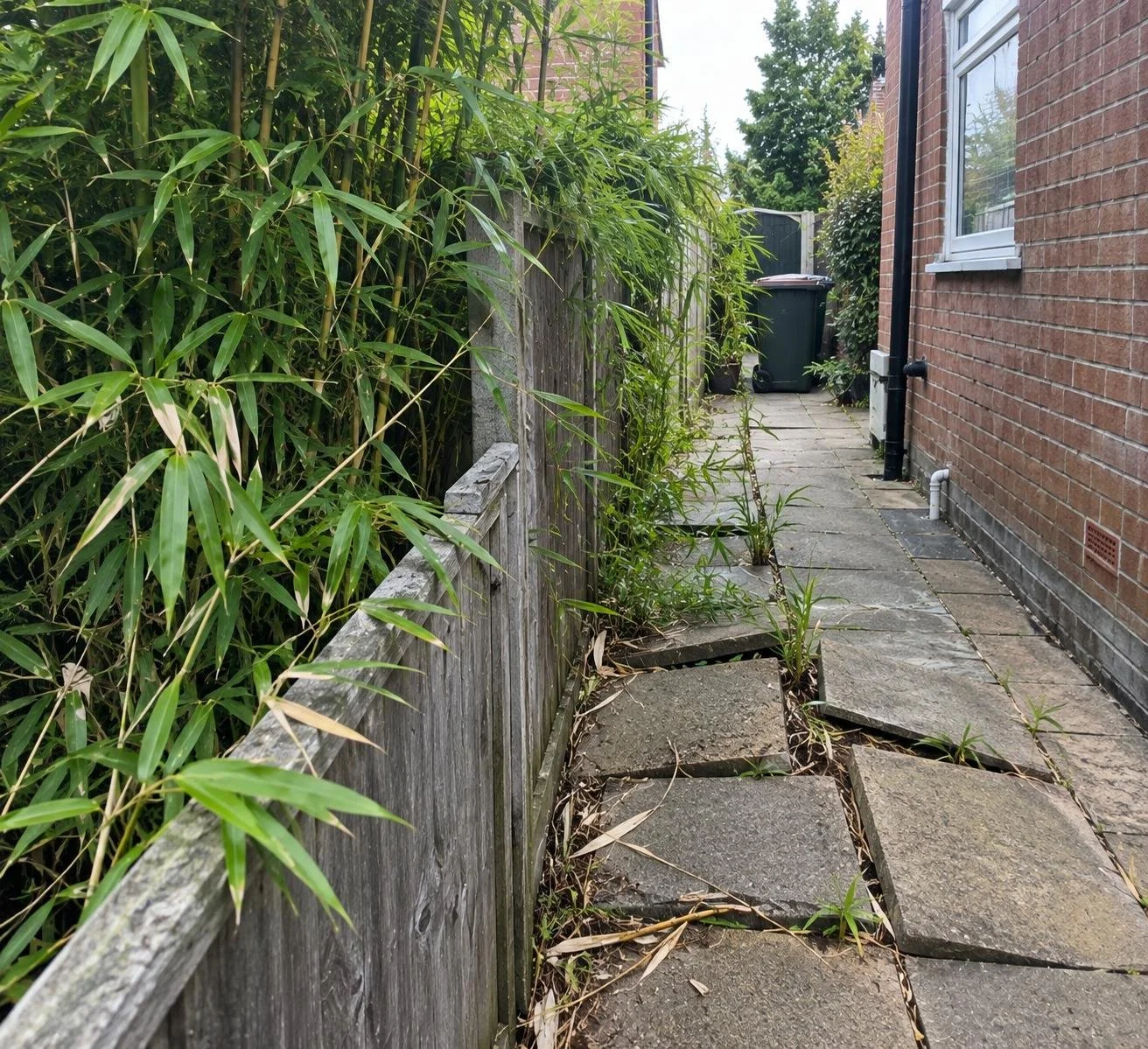Invasive bamboo encroaching from a neighbouring property, spreading over a garden boundary and obstructing a paved pathway beside a house.