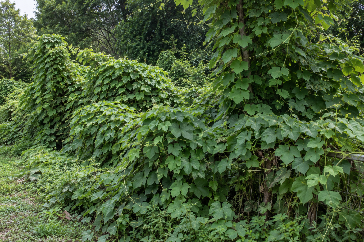 Invasive kudzu vines spreading over surrounding trees and vegetation, forming dense green growth that smothers the landscape