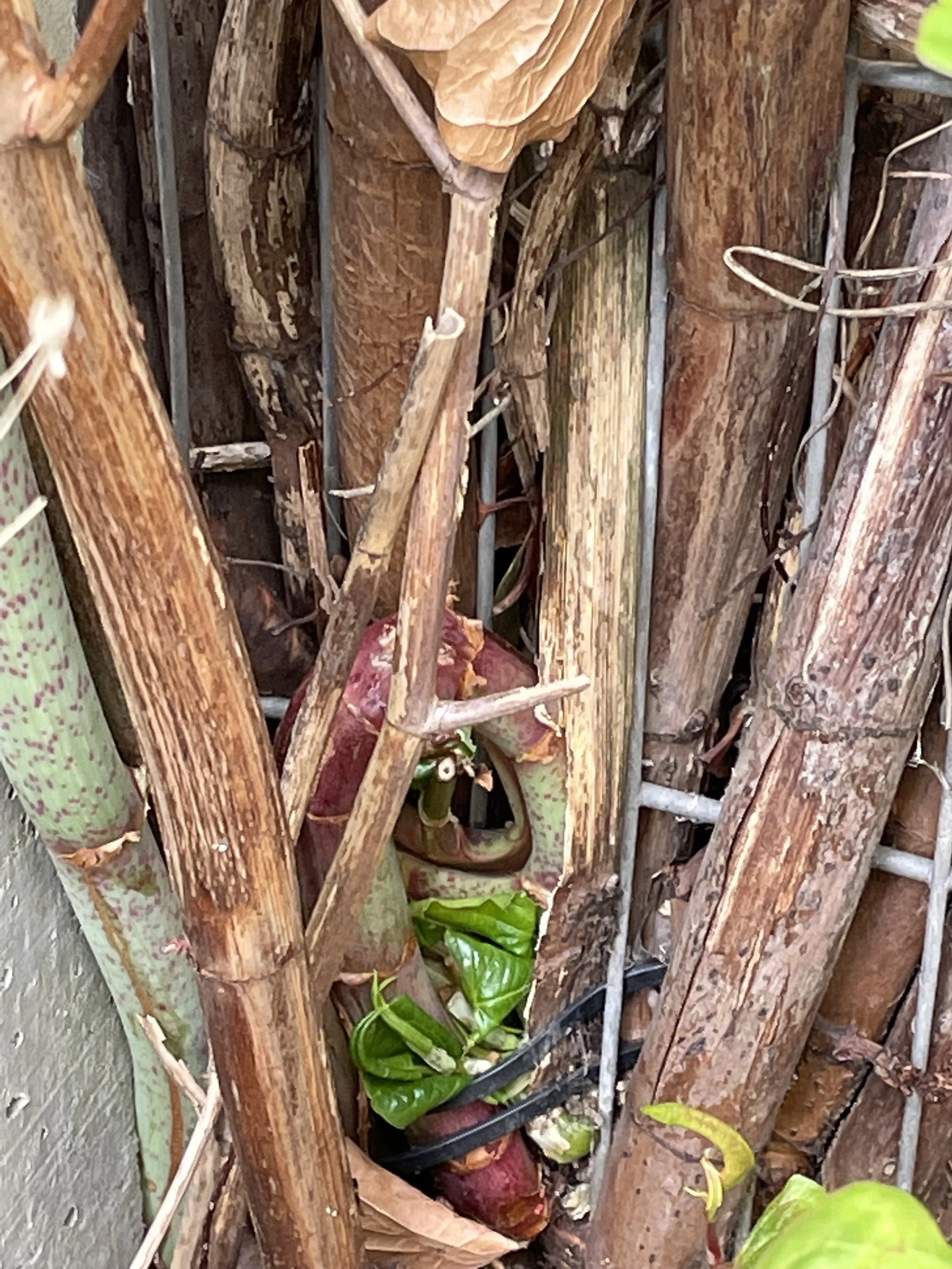 Dry brown Japanese knotweed canes during fall and winter