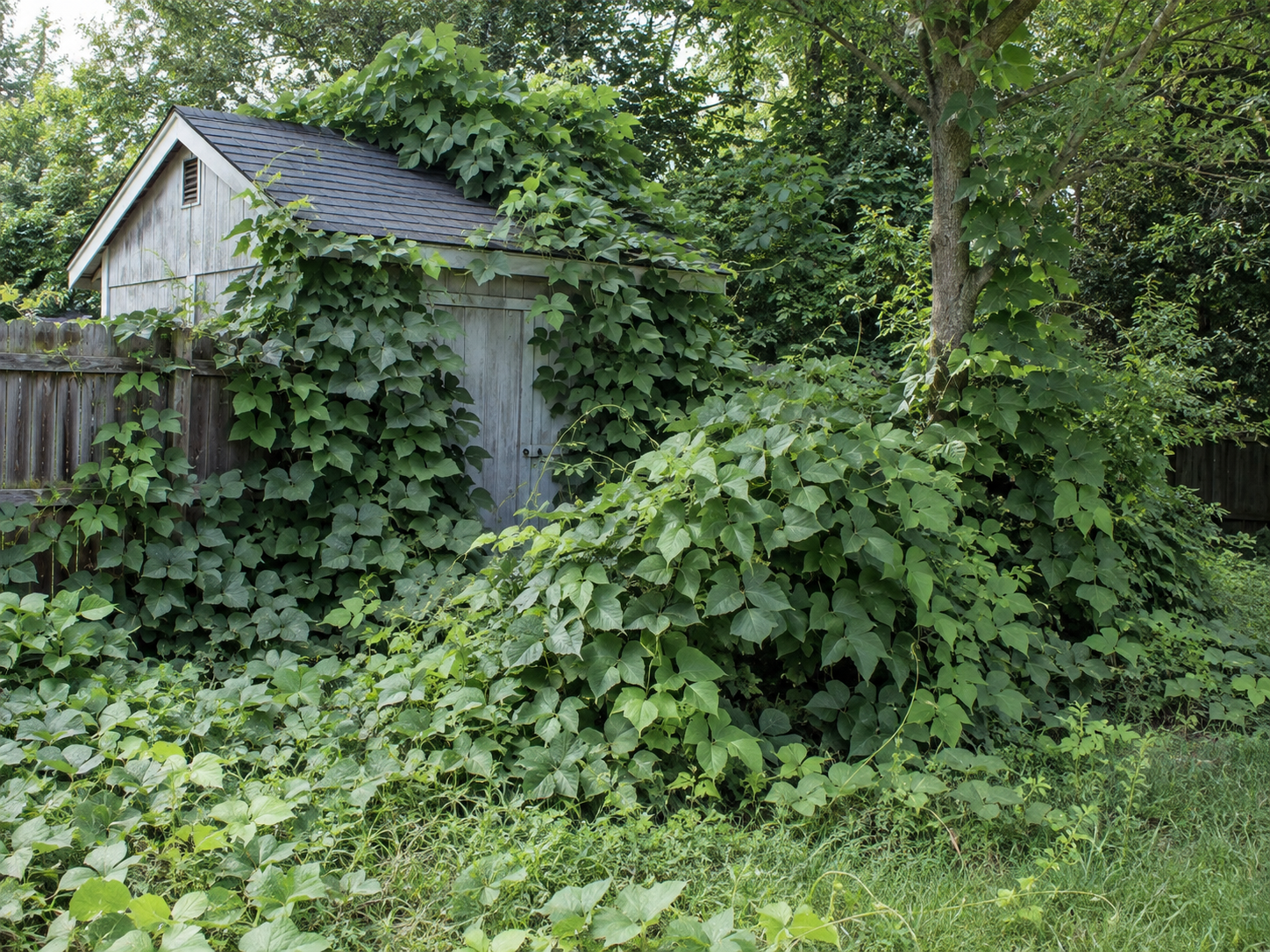 A backyard scene with a wooden shed covered in green vines and a tree with thick foliage, surrounded by dense greenery and a wooden fence.