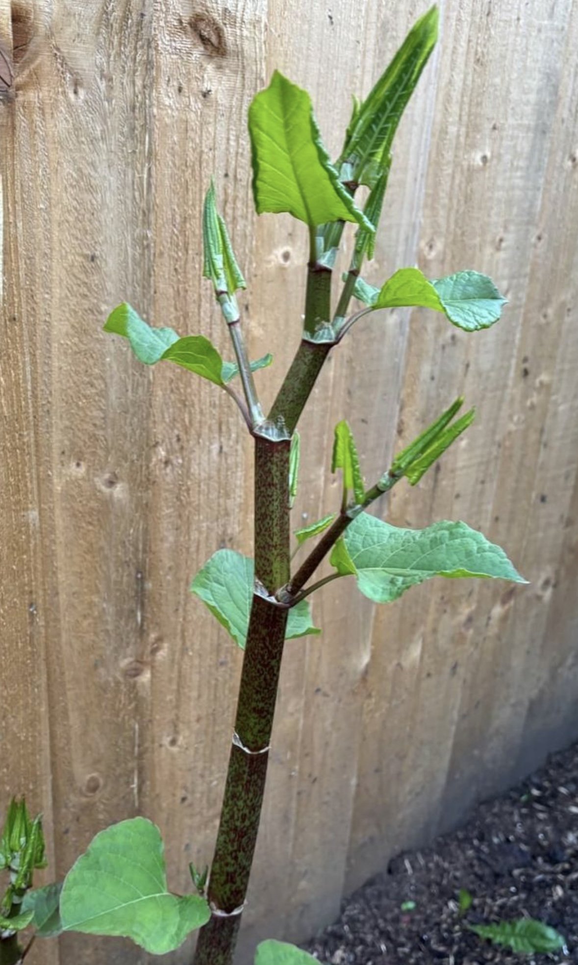 Japanese knotweed cane producing new leaves in late spring