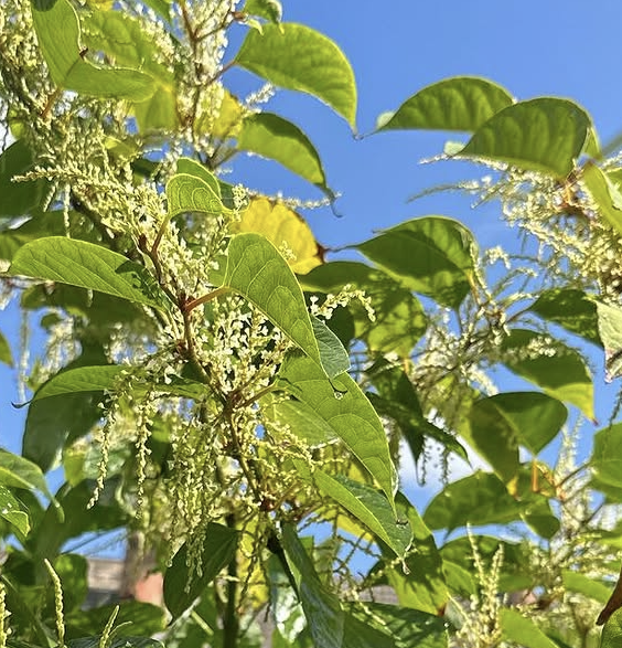 Mature Japanese knotweed with green leaves and white summer flowers