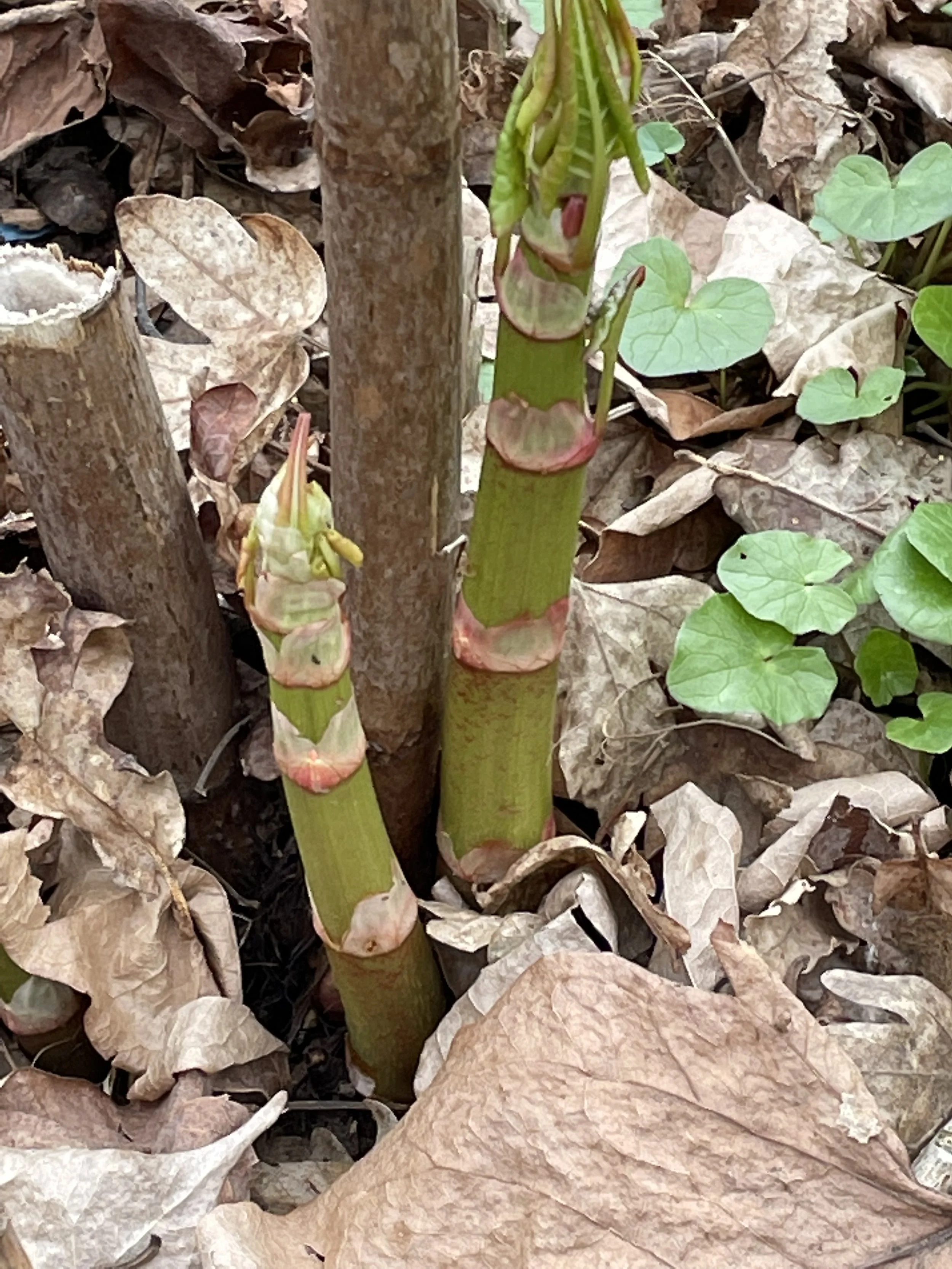 Red-purple Japanese knotweed shoots emerging in early spring