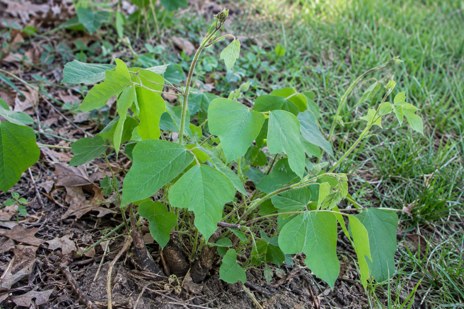 Young kudzu plant growing in soil, showing its distinctive green leaves and developing climbing vines.