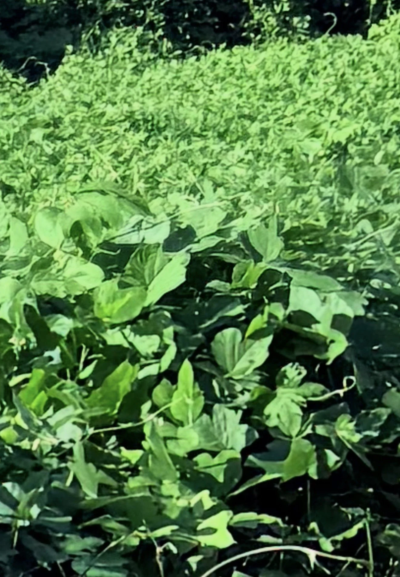 Dense kudzu vines spreading across the ground, forming a thick covering of bright green leaves and invasive vegetation