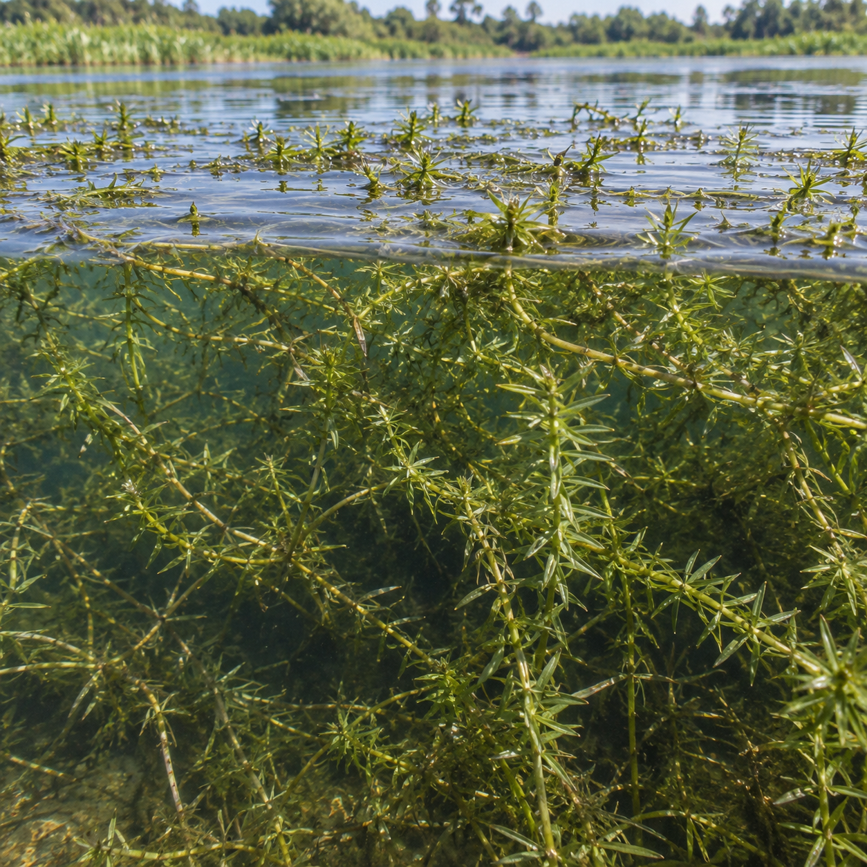 Aquatic plants growing in clear water, with a view of the shoreline and trees in the background.