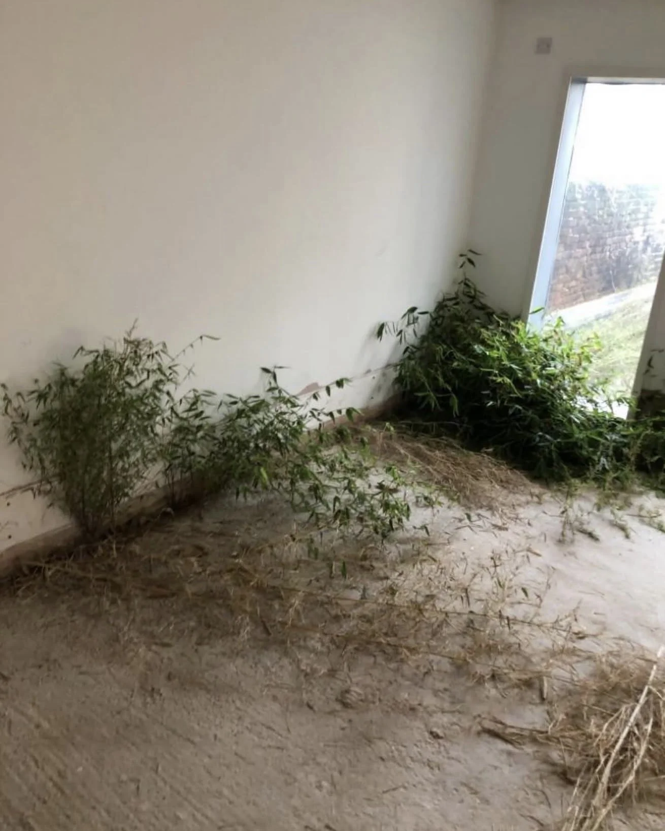 Invasive bamboo shoots growing inside a building, emerging through the floor near an internal wall