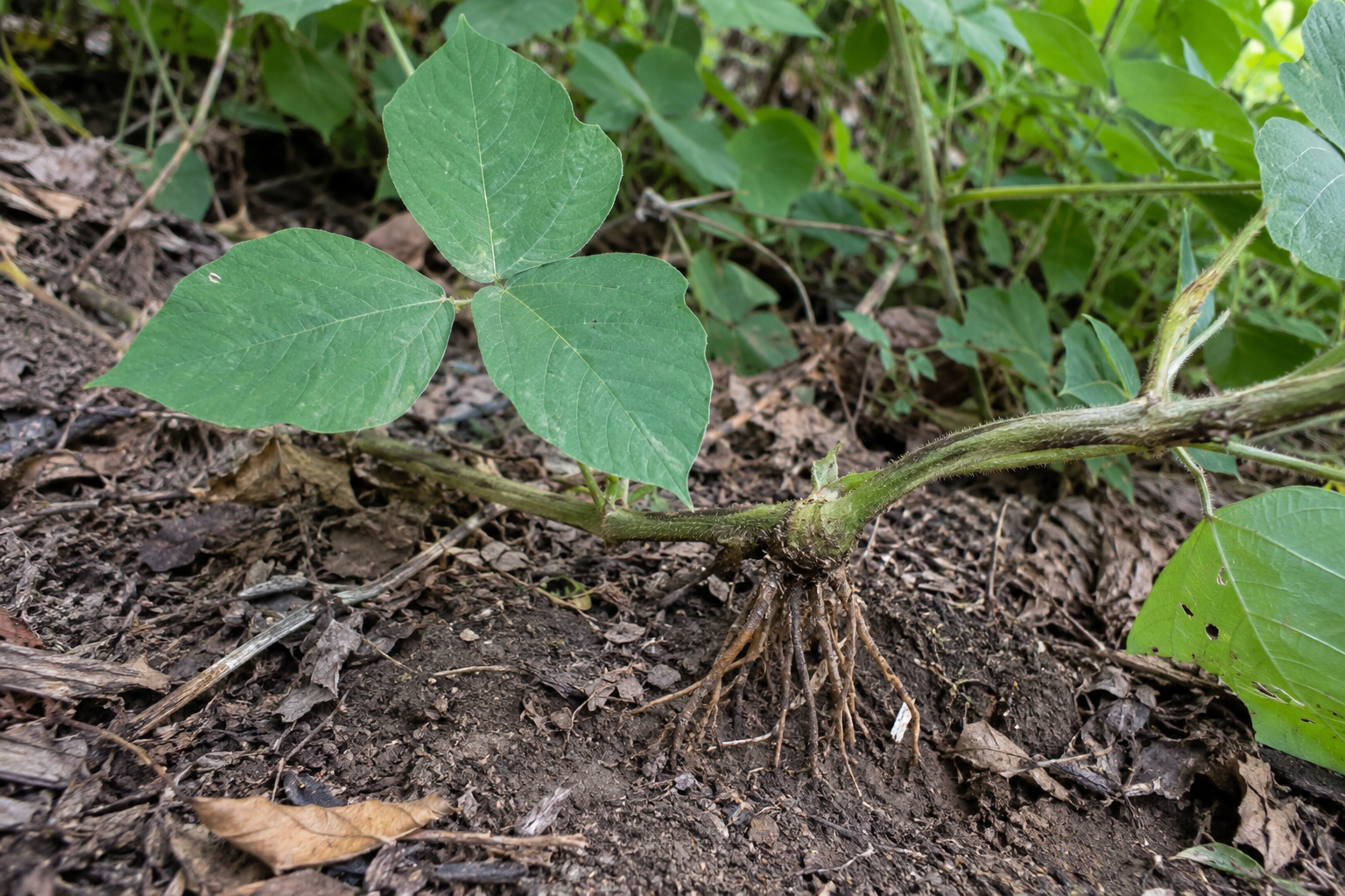 Young kudzu plant growing in soil, showing its green leaves and early invasive growth.