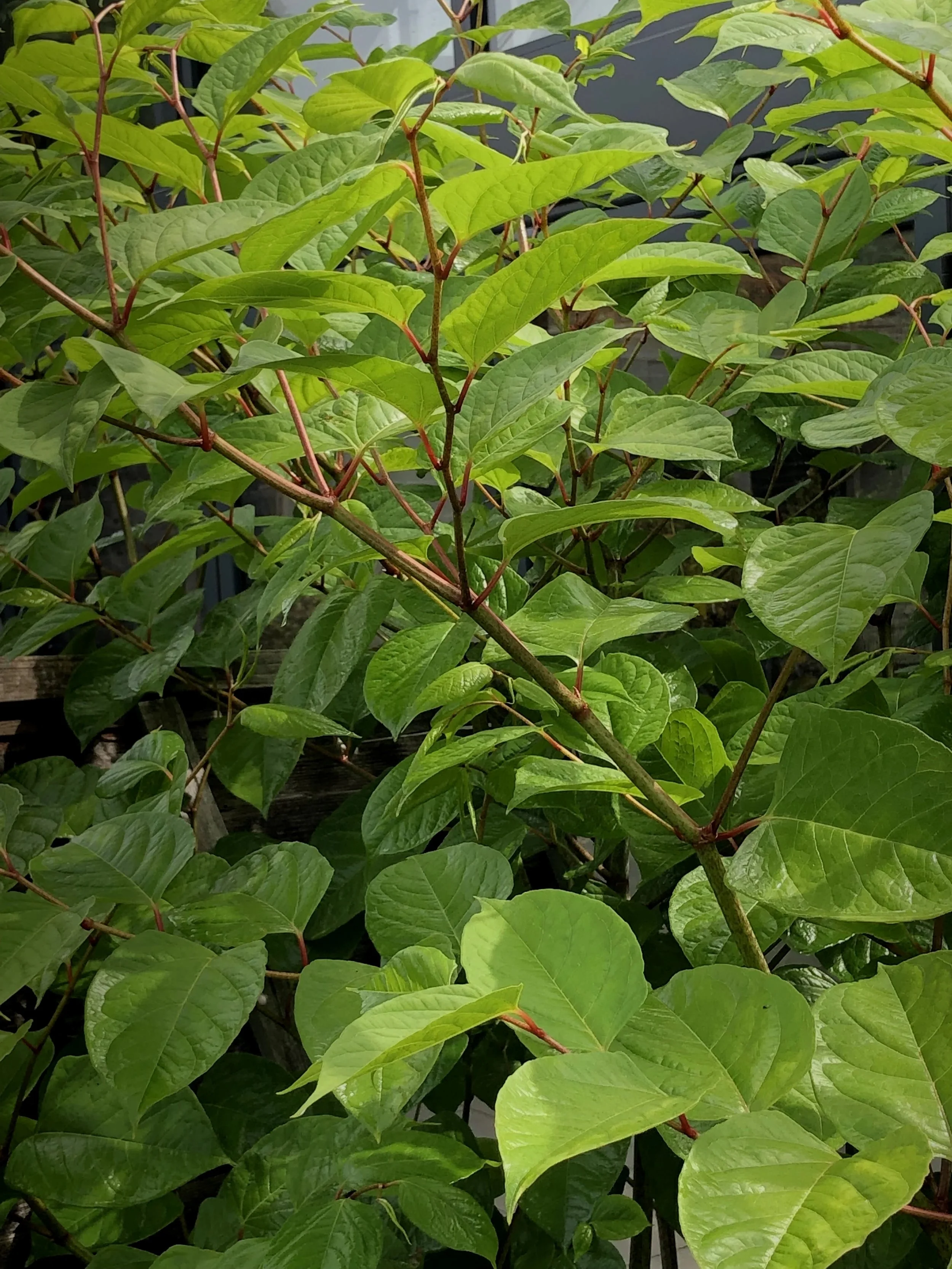 Japanese knotweed plants showing dense green foliage and invasive growth