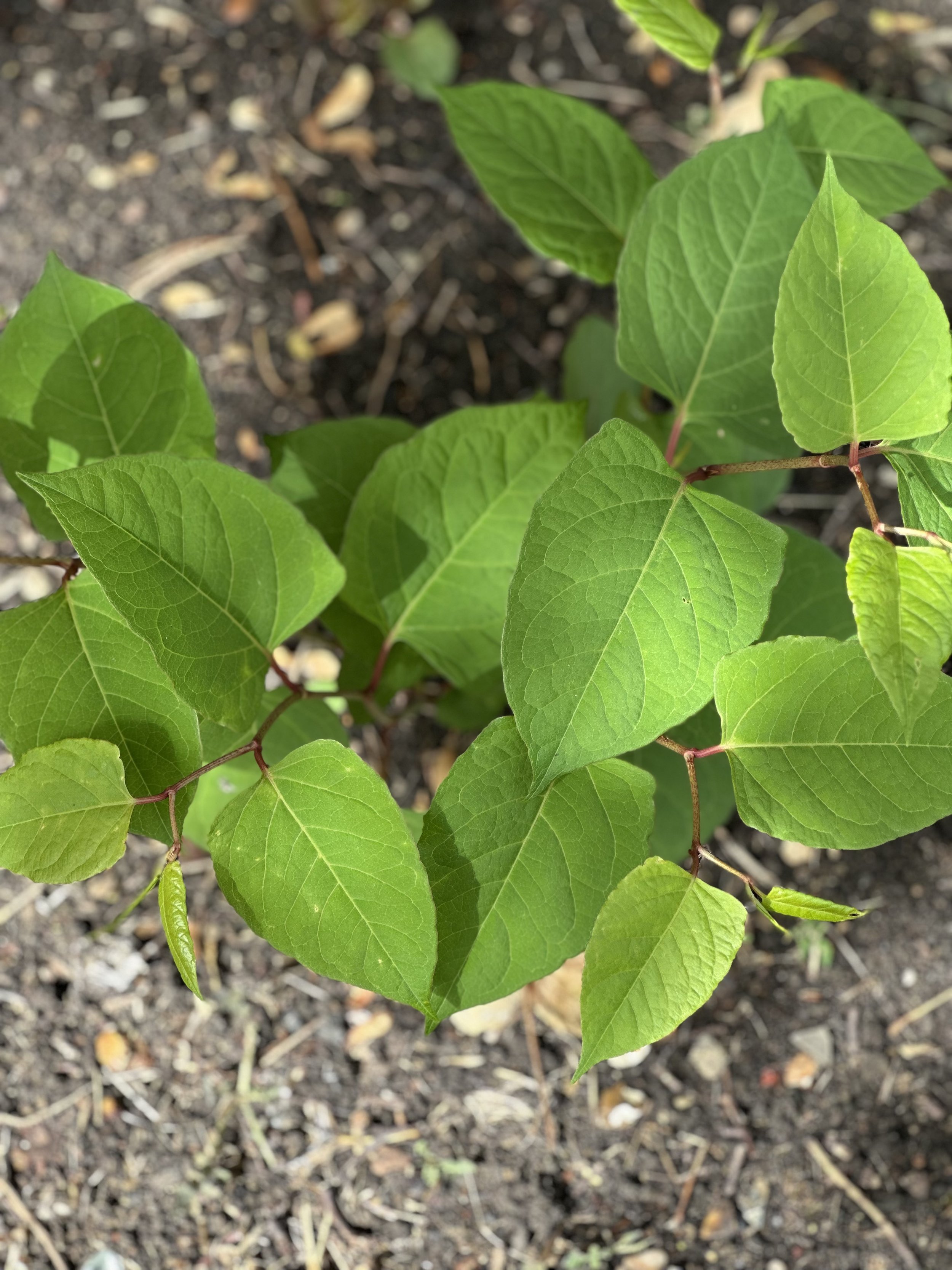 Young Japanese knotweed shoots emerging from the soil with bright green leaves.