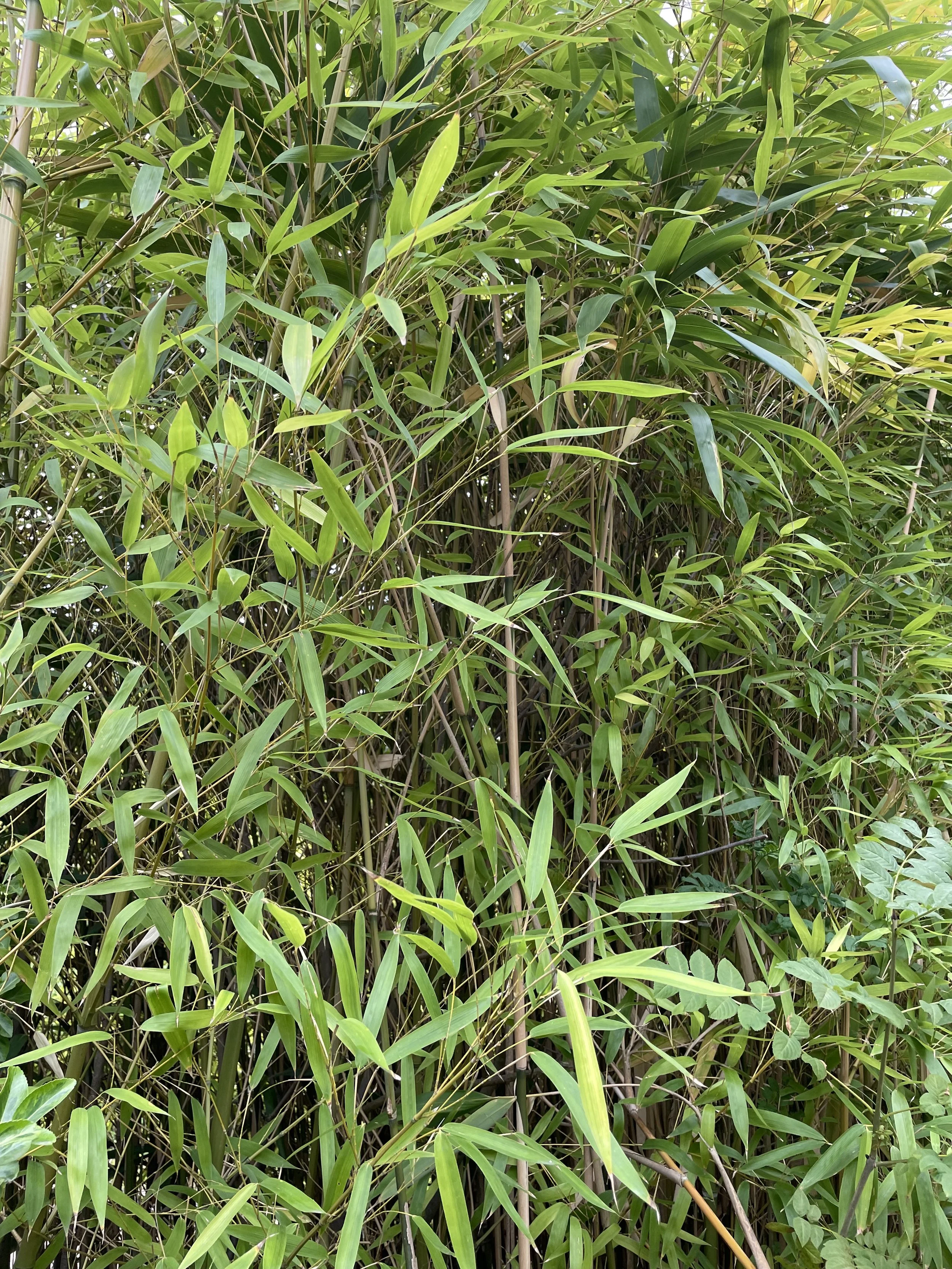Dense bamboo growth with long, narrow green leaves and upright stems forming thick vegetation