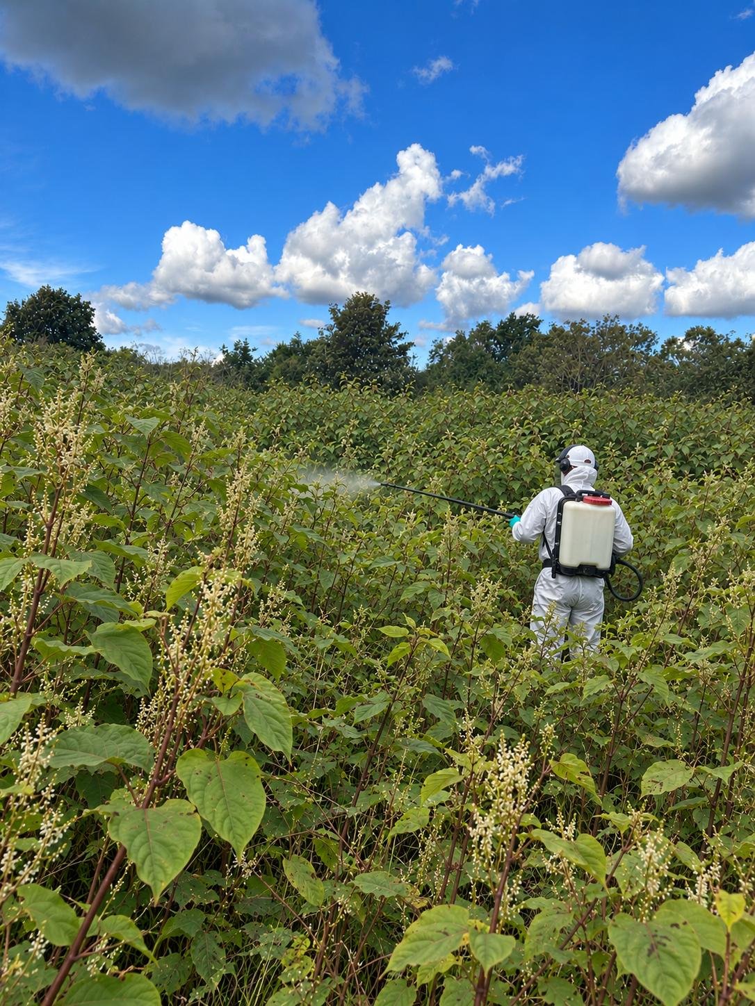Invasive plant treatment using specialist herbicide application equipment in an outdoor environment