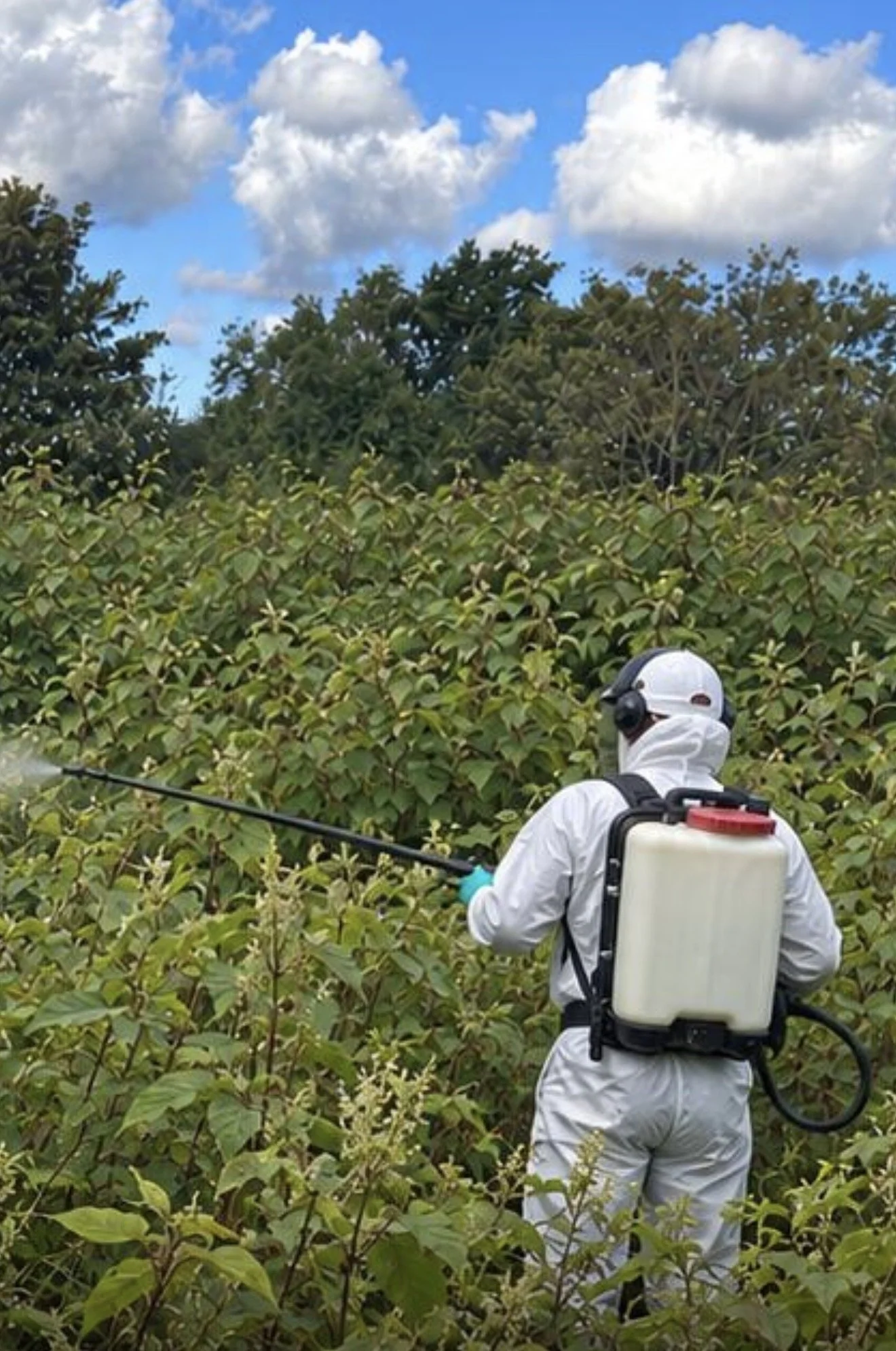 A person dressed in white protective suit, gloves, and a face mask is spraying or disinfecting plants in a green field with dense bushes under a partly cloudy sky.