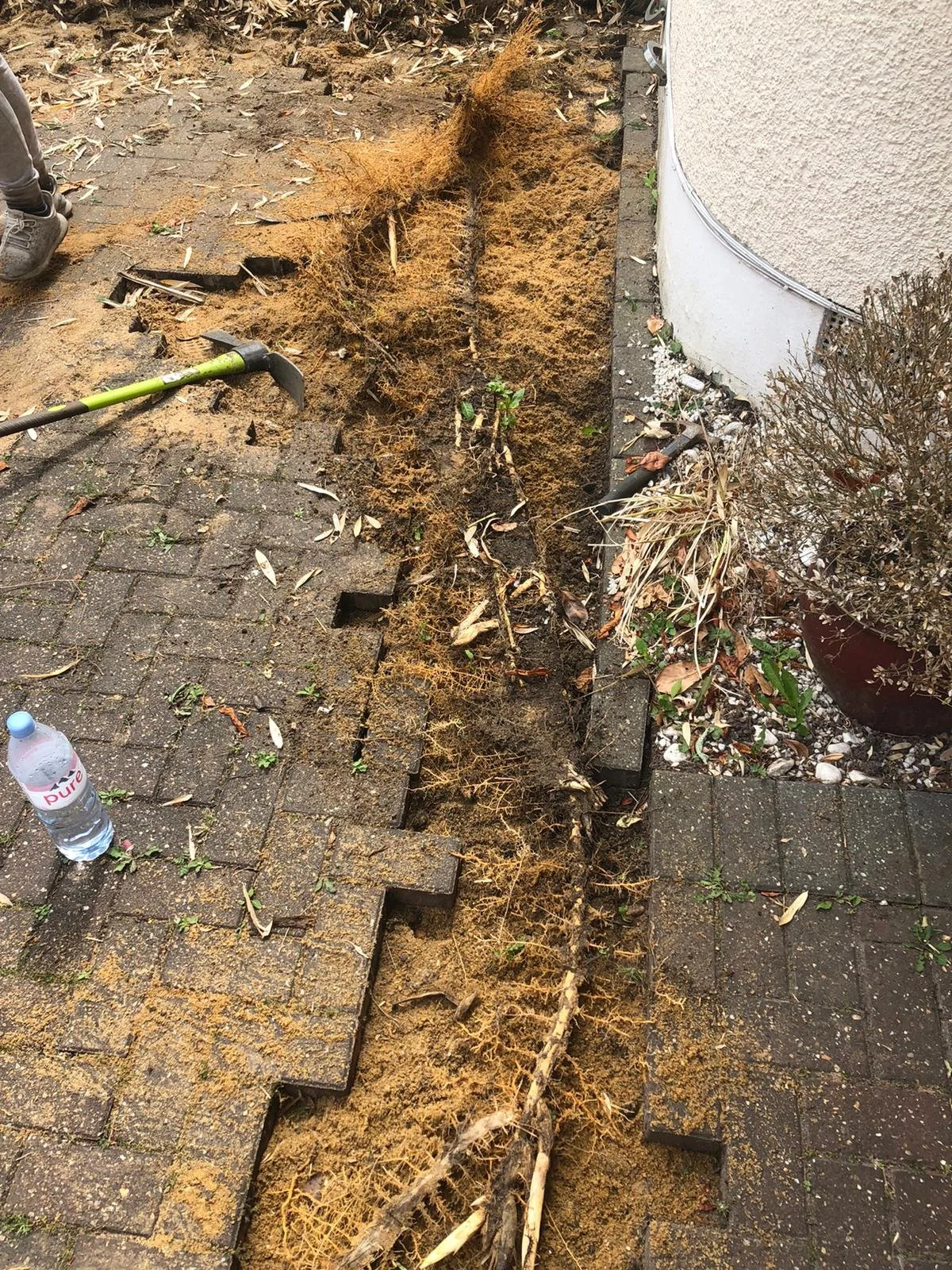 Invasive bamboo rhizomes spreading underneath paving slabs, showing underground root growth and potential damage to hard landscaping