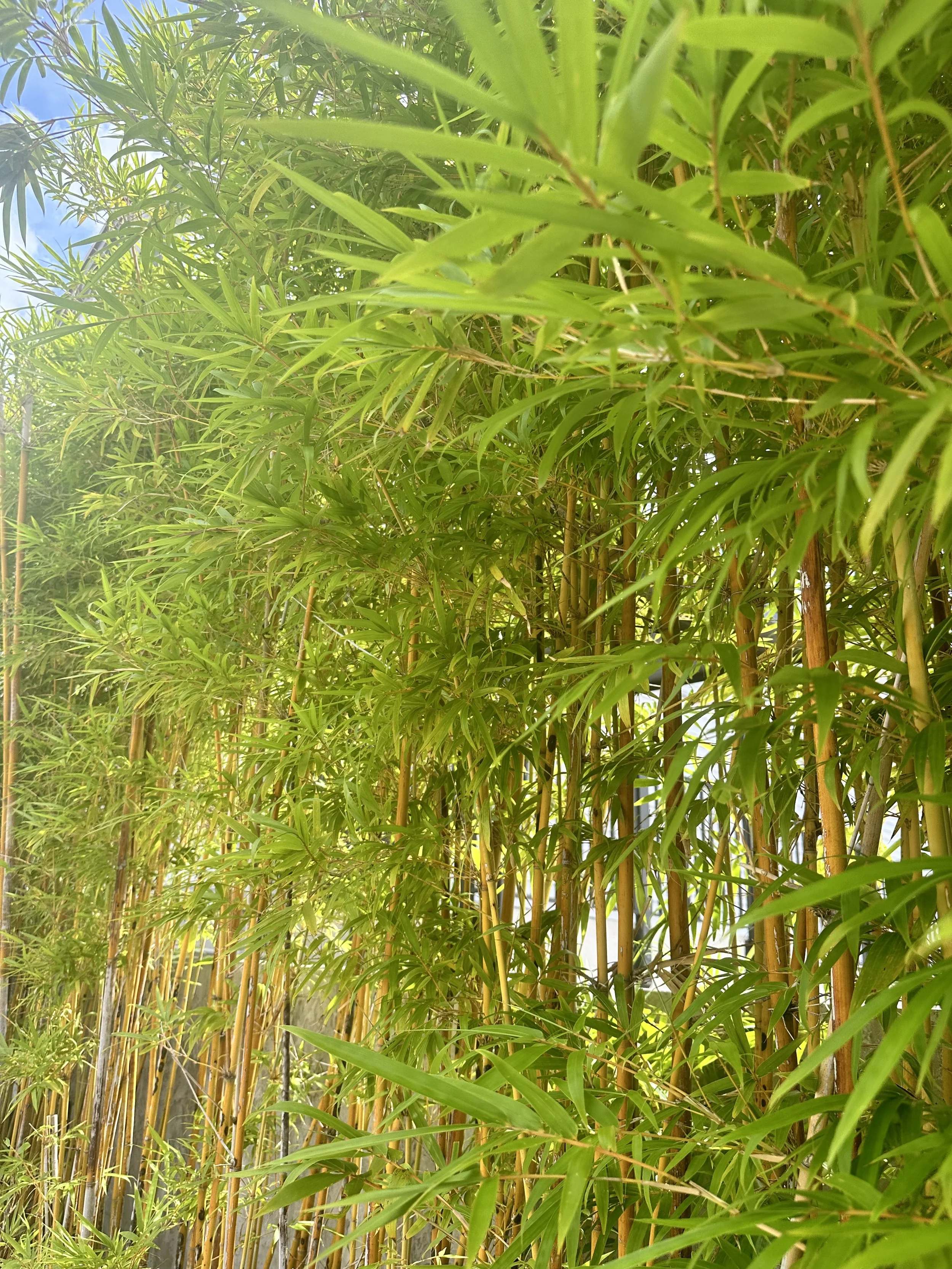 Bamboo stalks and green leaves in sunlight