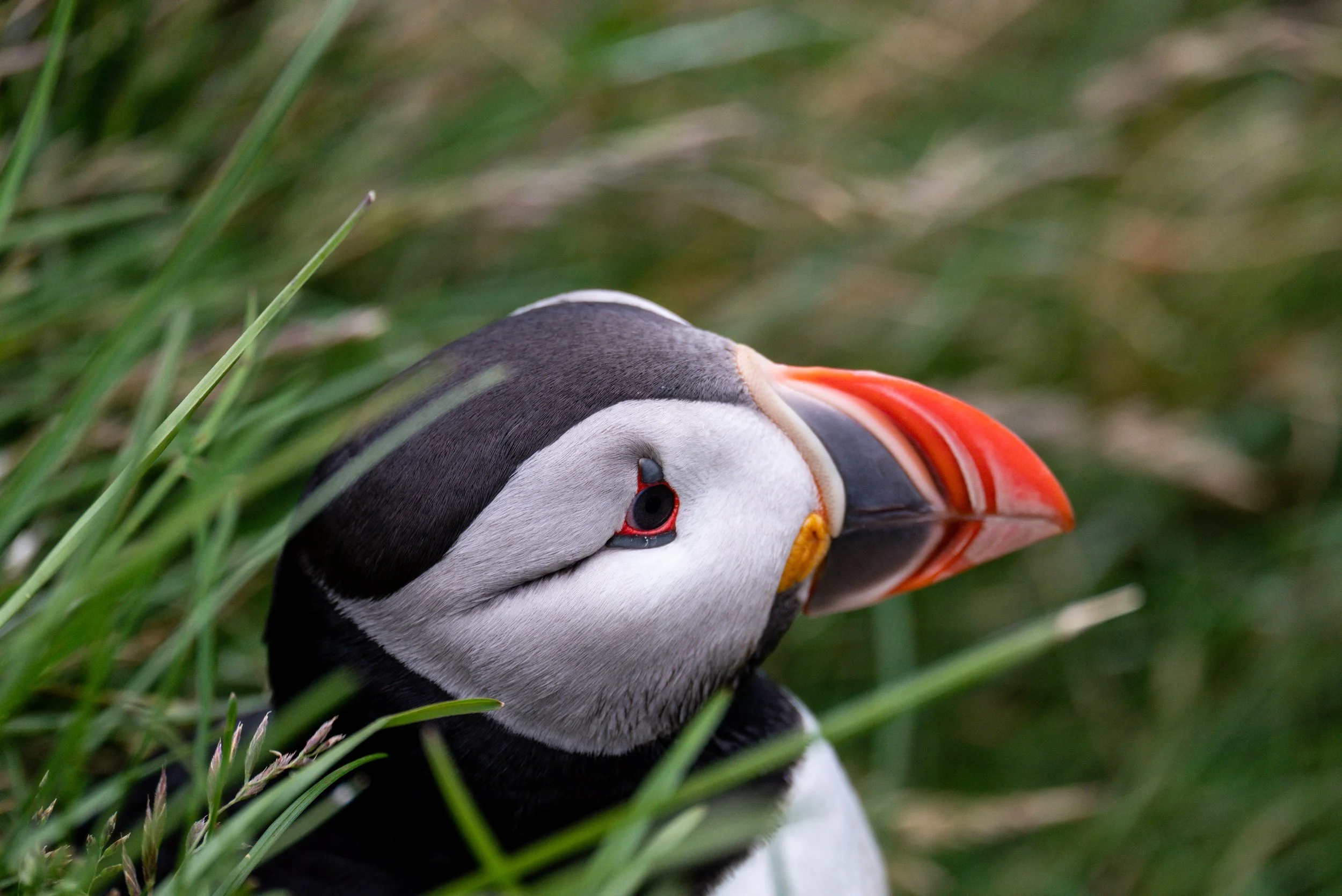 A close-up of an Atlantic puffin's face peeking through green grass, showing its colorful beak and black and white plumage.