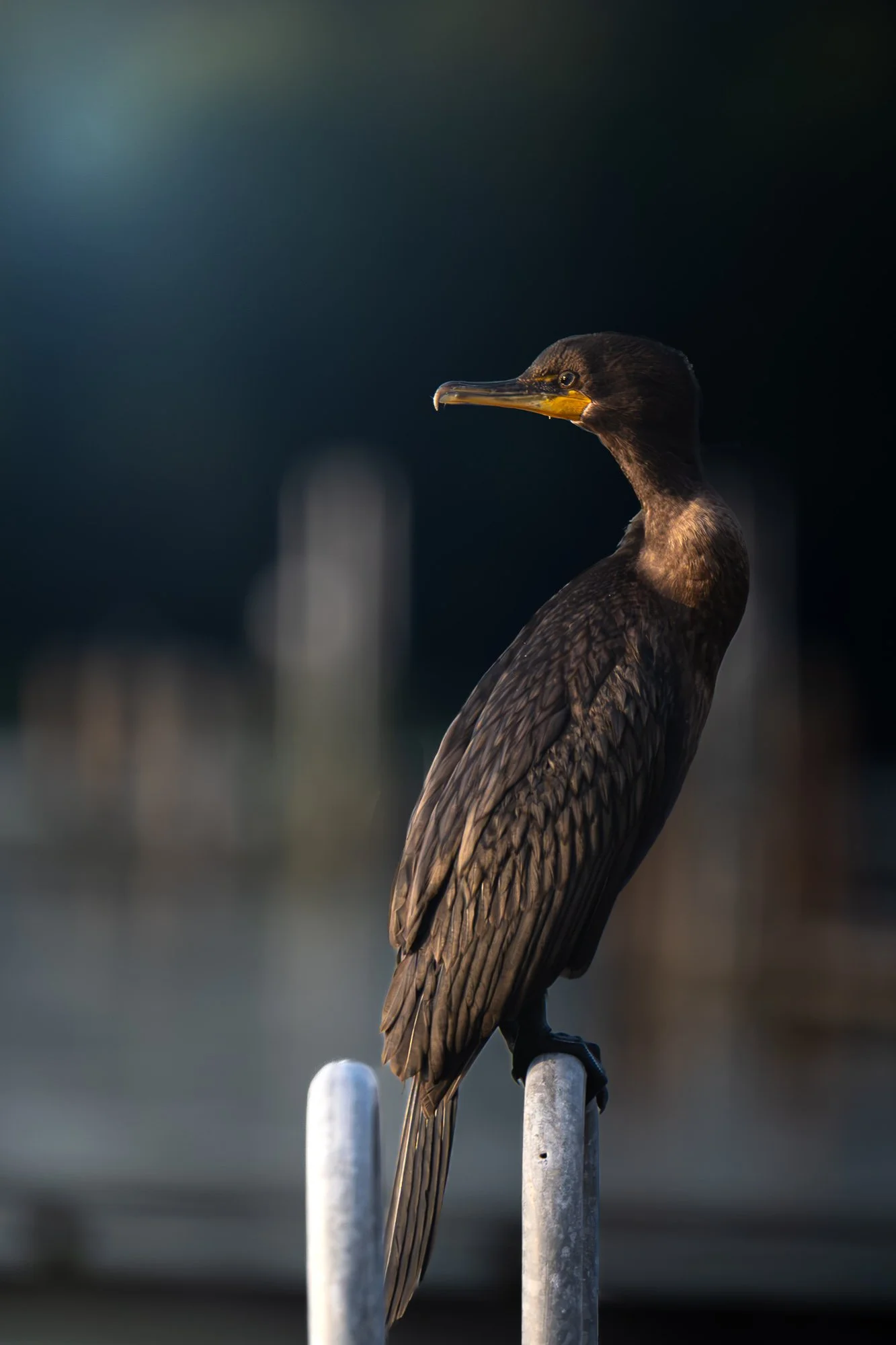 A brown cormorant bird perched on a metal rod in a natural setting with blurred background.