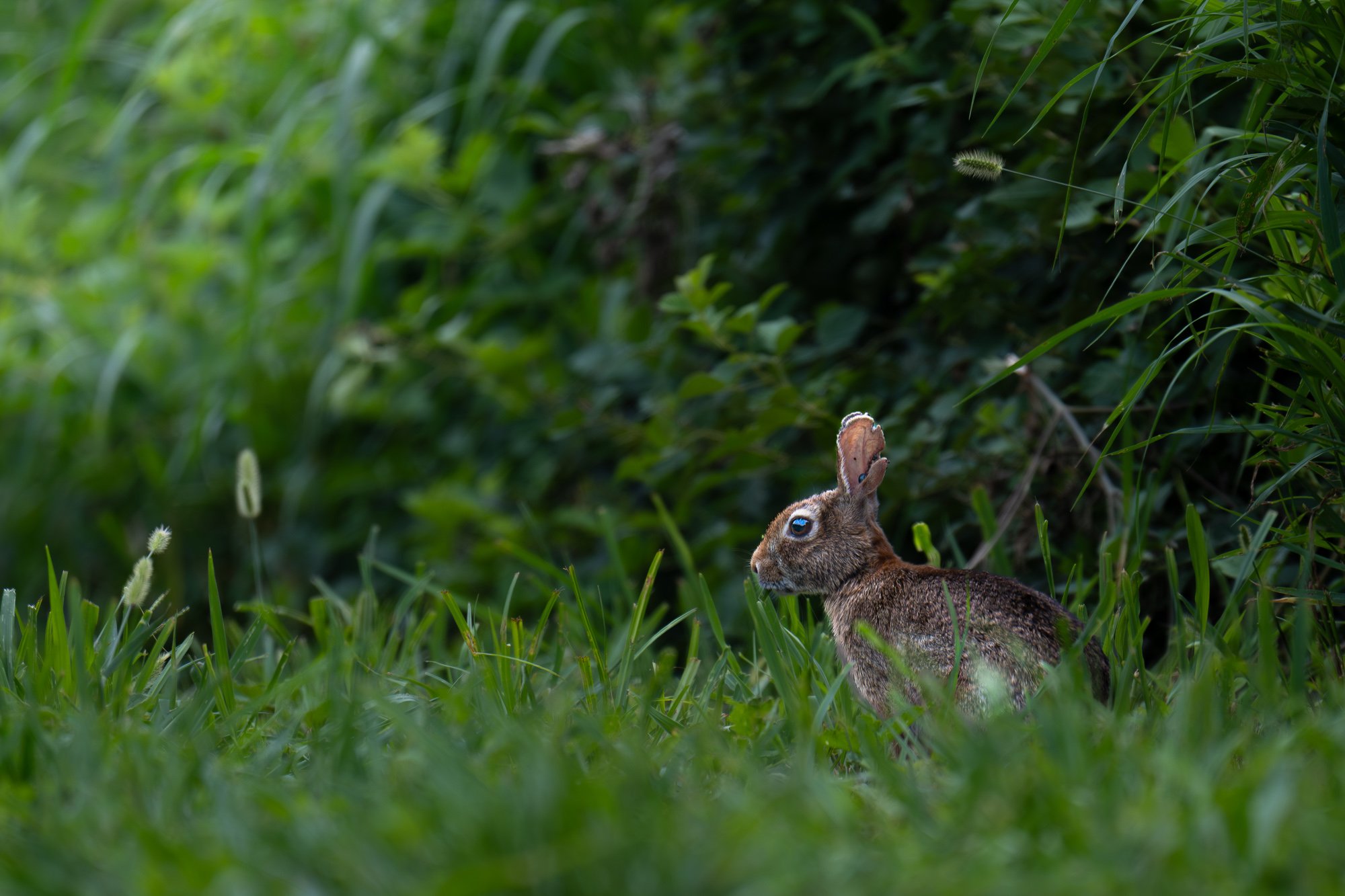 A brown rabbit with blue eyes lying in green grass surrounded by lush foliage, with a small green caterpillar hanging from a nearby leaf.
