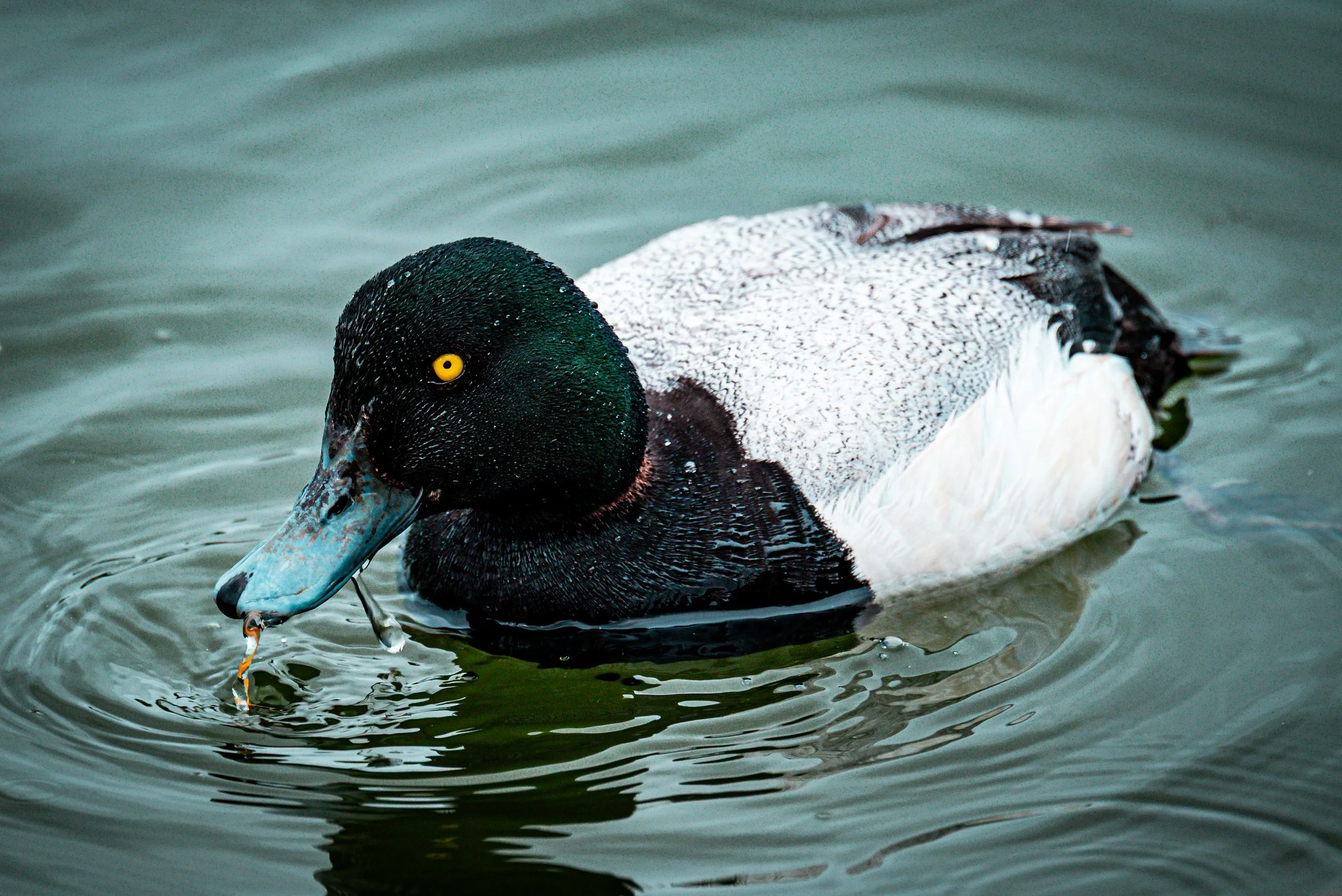 A close-up of a male mallard duck swimming in a body of water, with droplets on its head and an orange ring around its beak, holding a small fish in its beak.
