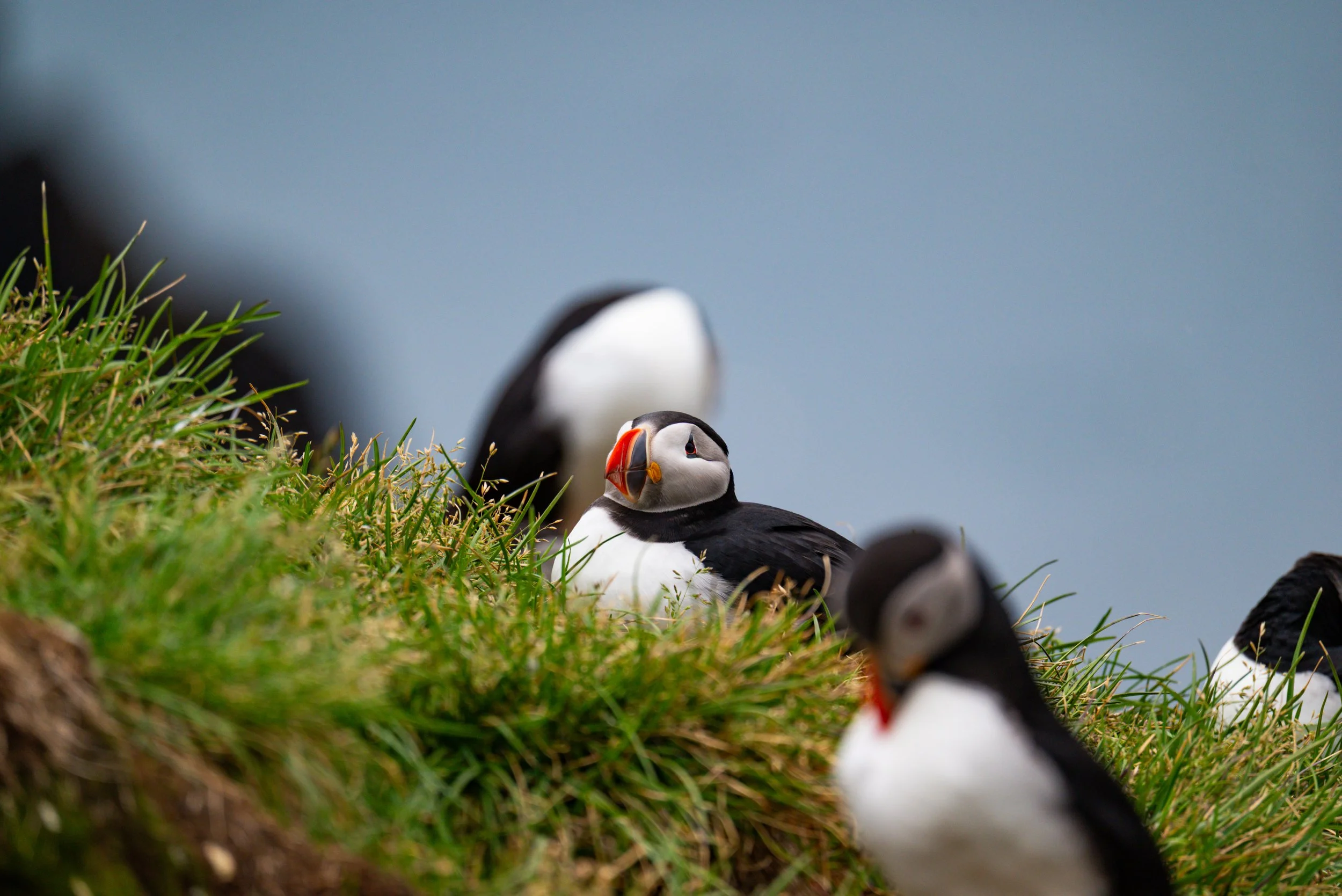 A group of puffin birds resting on a grassy cliffside.