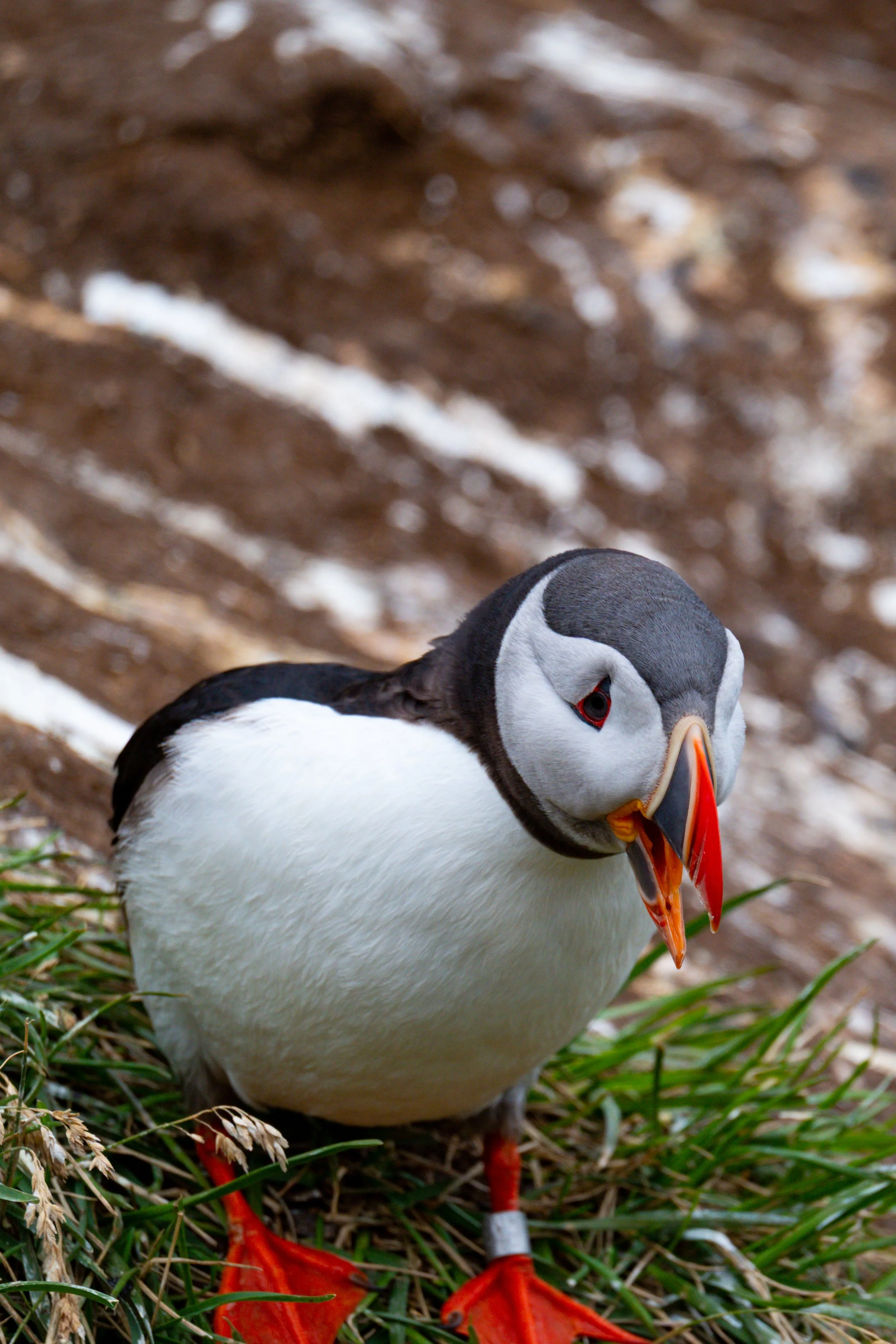 Close-up of an Atlantic puffin standing on grass, showing its black and white feathers, colorful beak, and red legs.