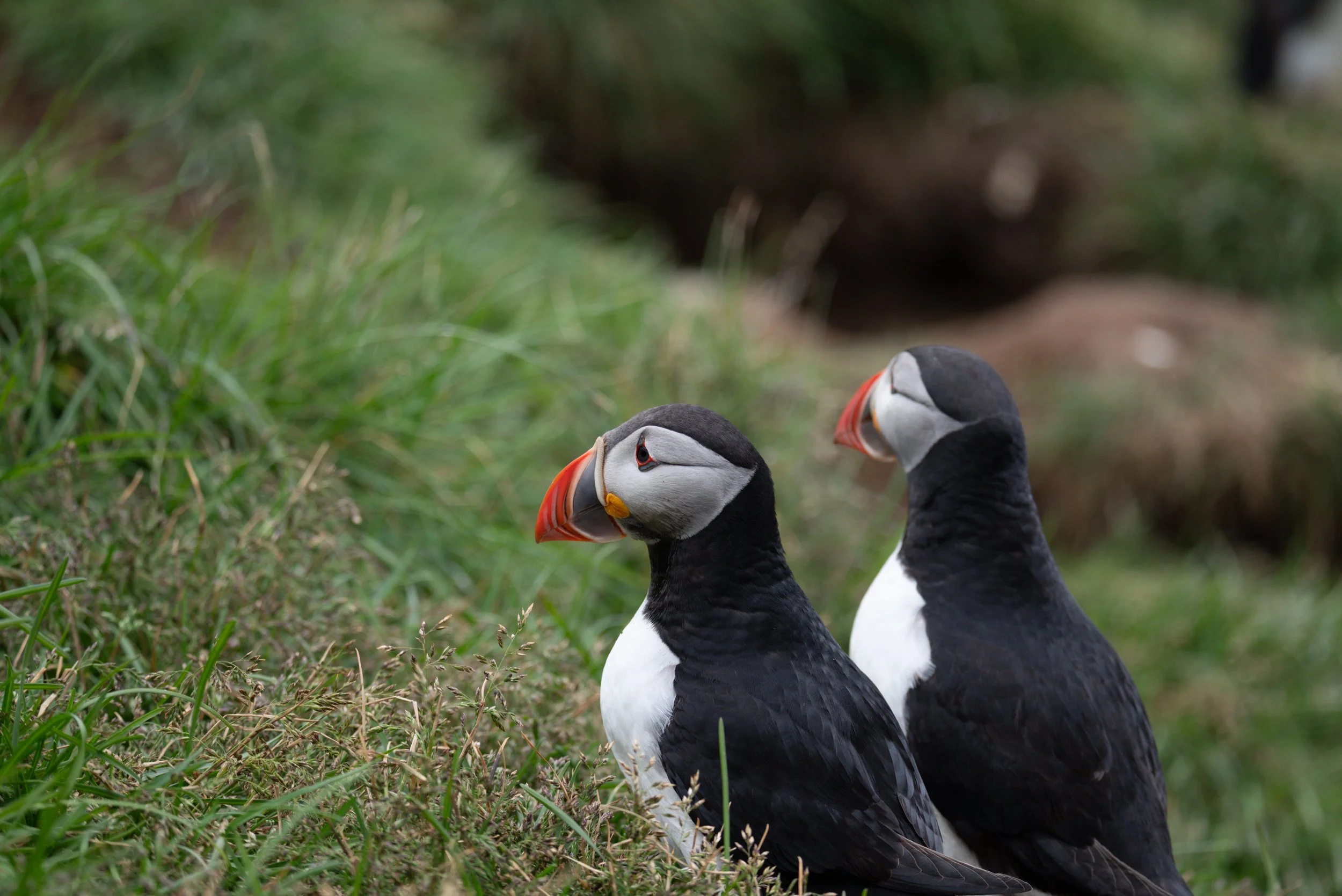 Two puffin birds standing on grass near a dirt path with green foliage in the background.