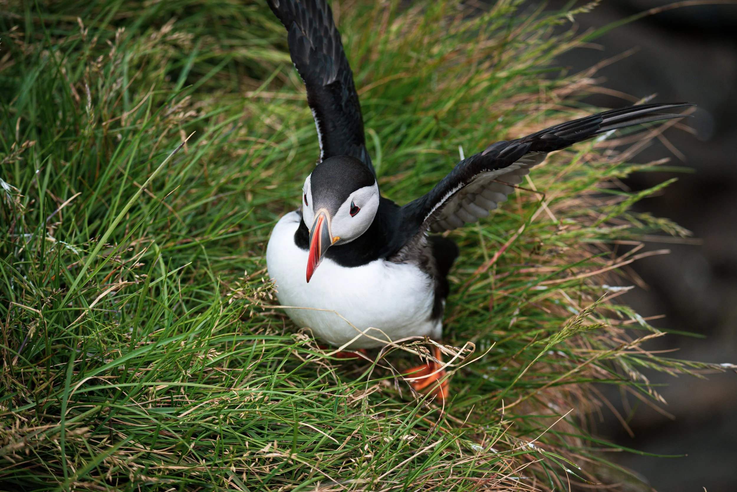 A puffin bird standing in green grass near water, with its wings partially spread.