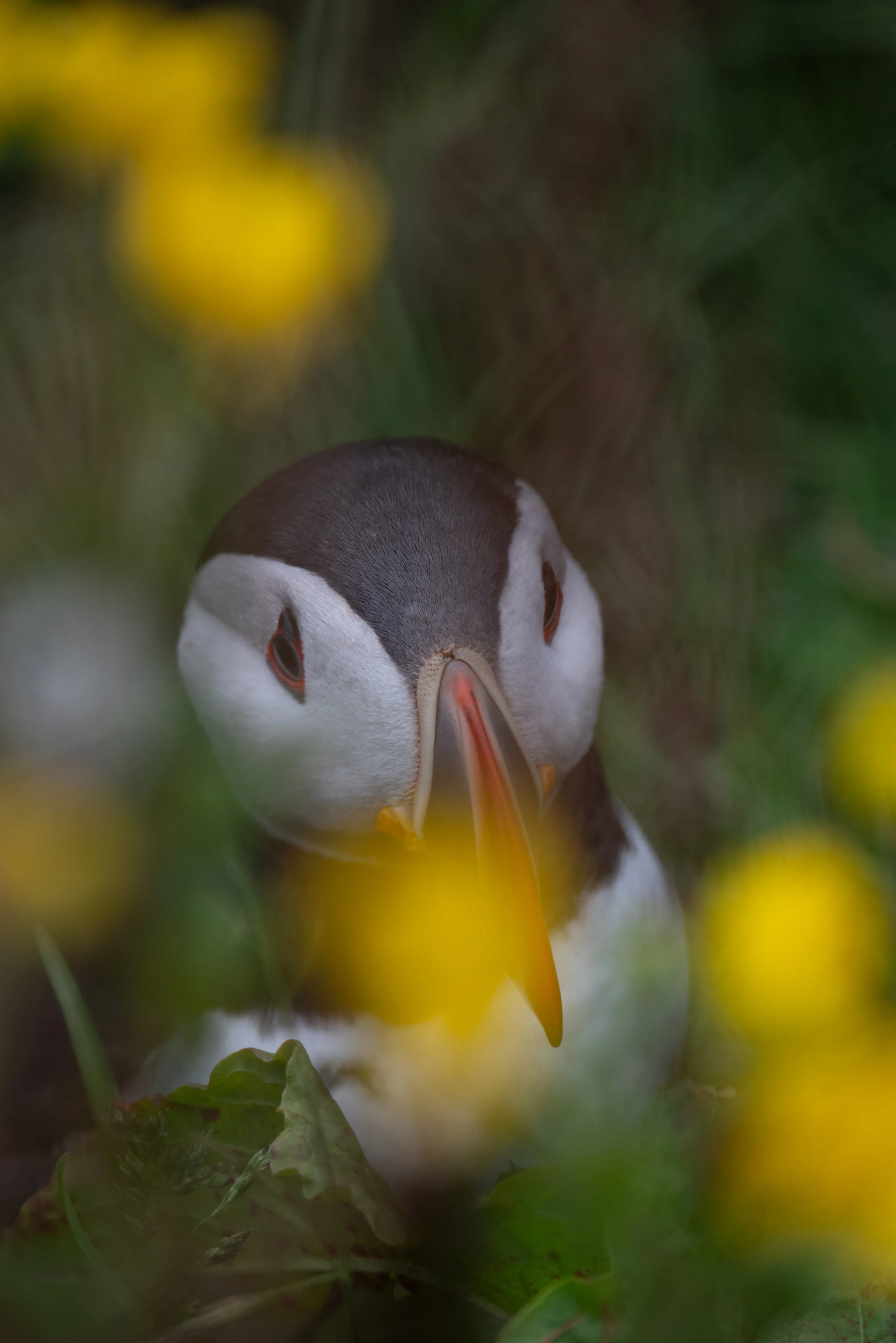 Close-up of a puffin with a black and white body and an orange beak, surrounded by green foliage and blurred yellow flowers.
