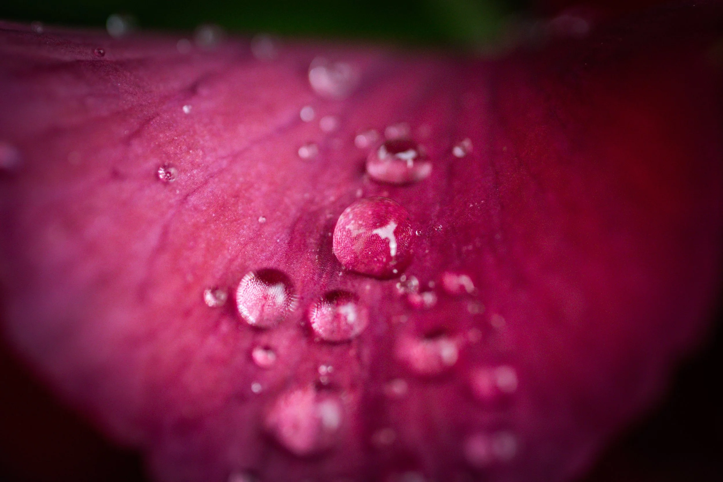 Close-up of a pink strawberry with water droplets on its surface.