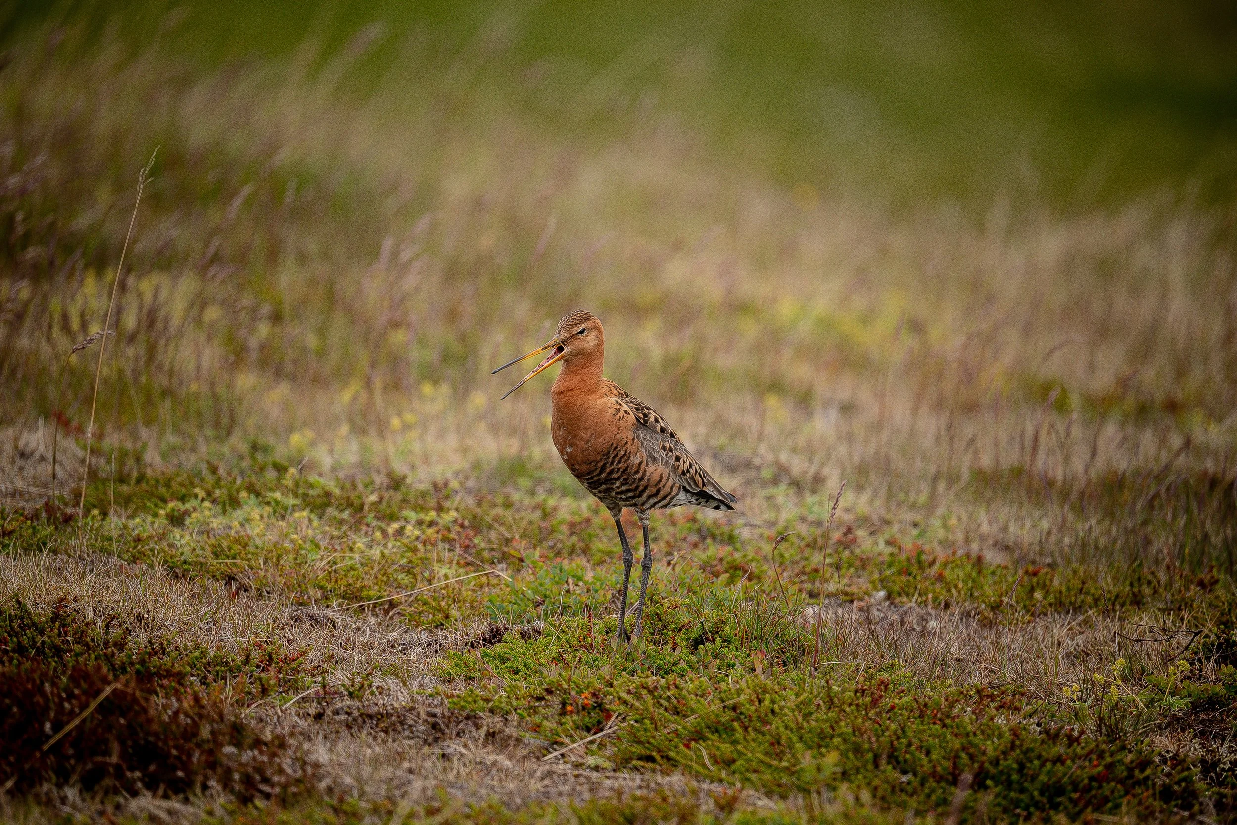 A sandhill crane standing in a grassy field with its beak open
