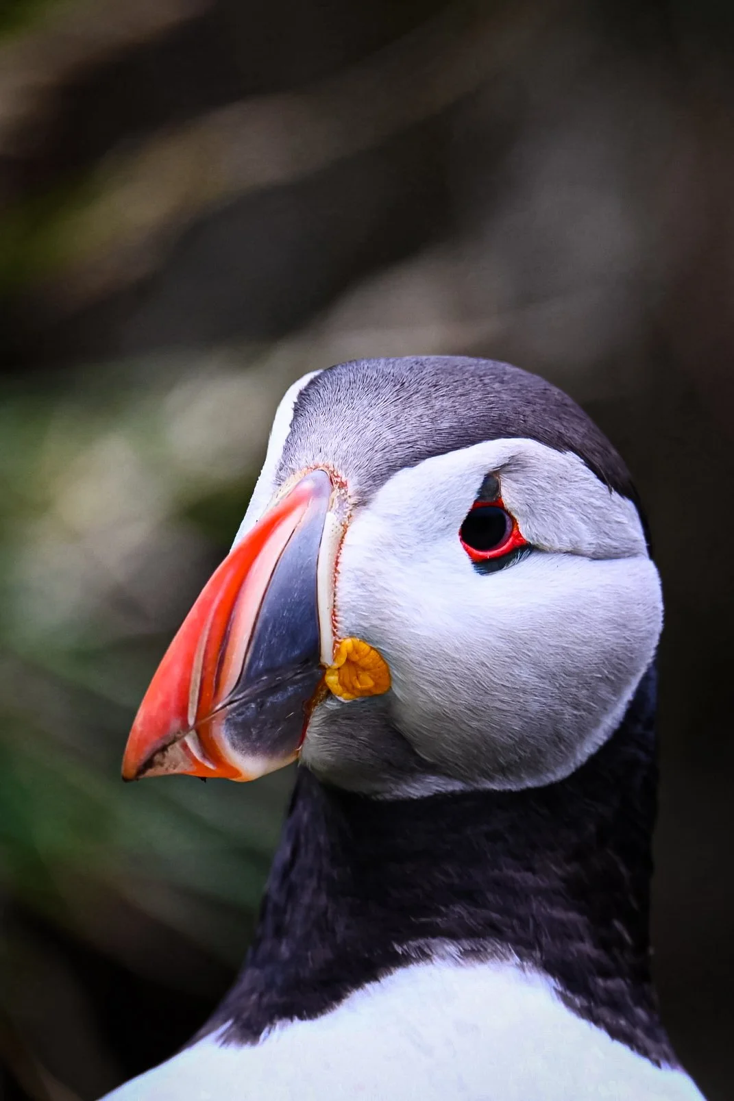 A close-up of a puffin bird with black and white feathers, a colorful beak with shades of orange, yellow, and gray, and a dark background.